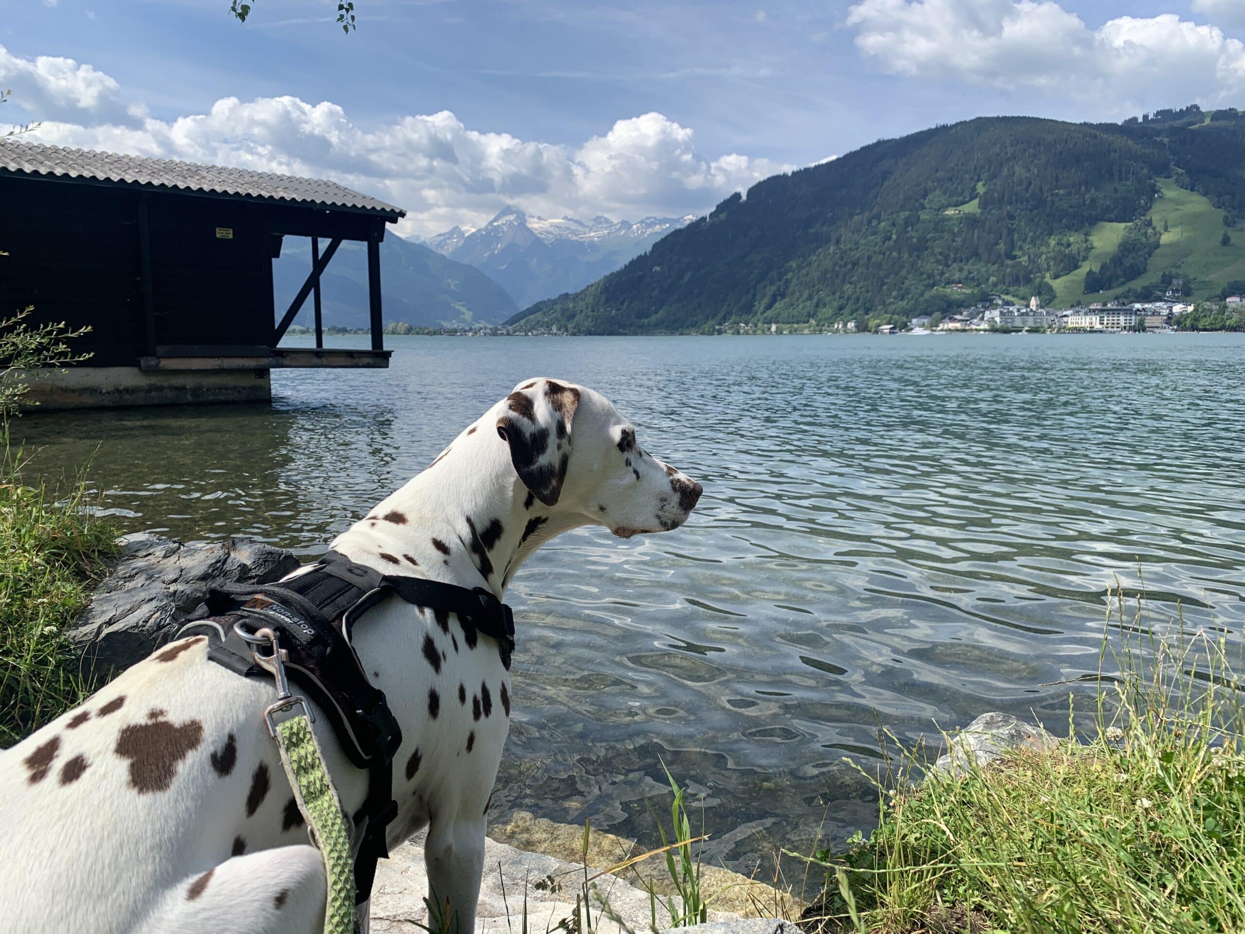 Dalmatiner sitzt am Seeufer