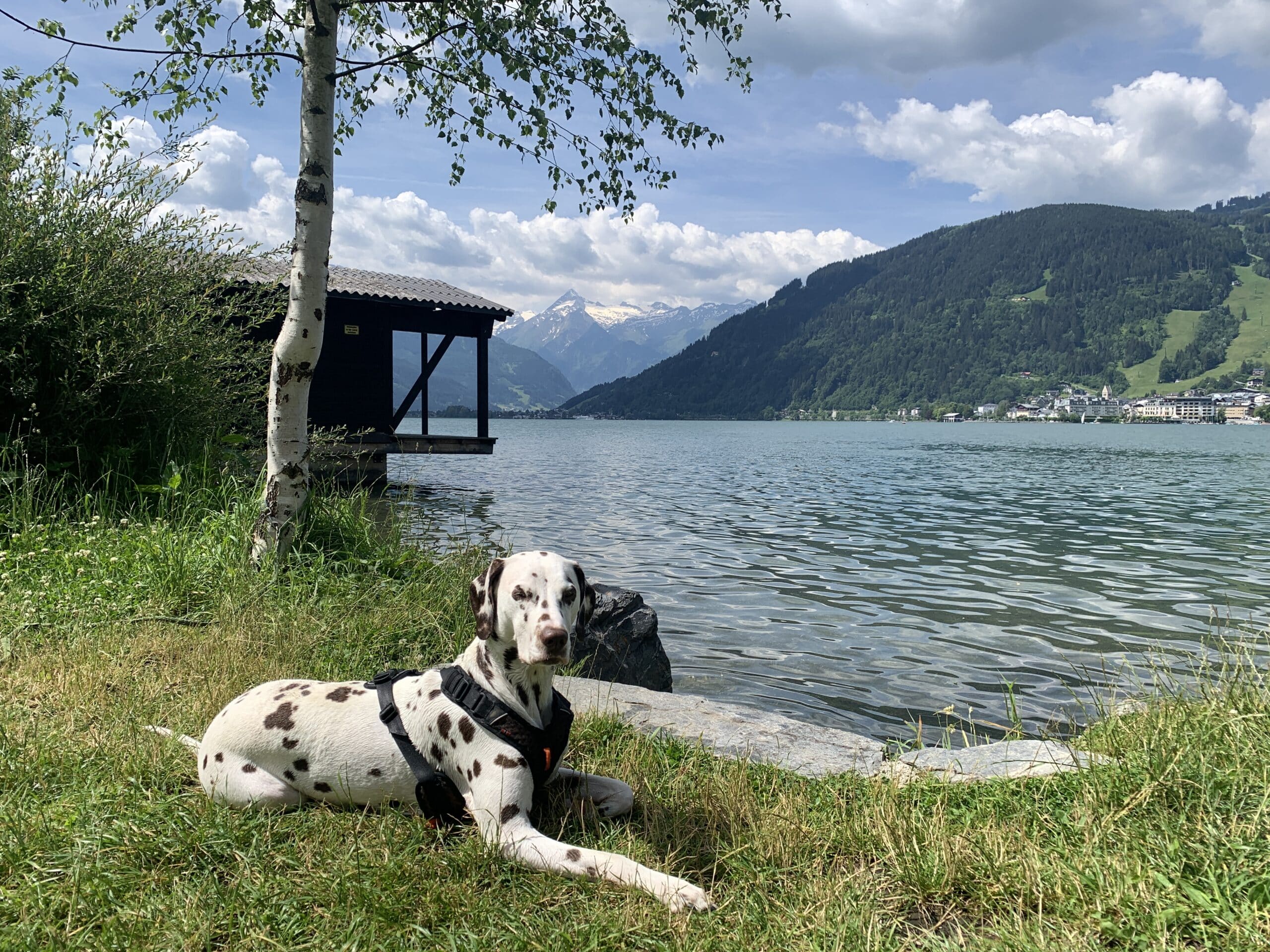 Dalmatiner-Hund liegt in Wiese an Seeufer