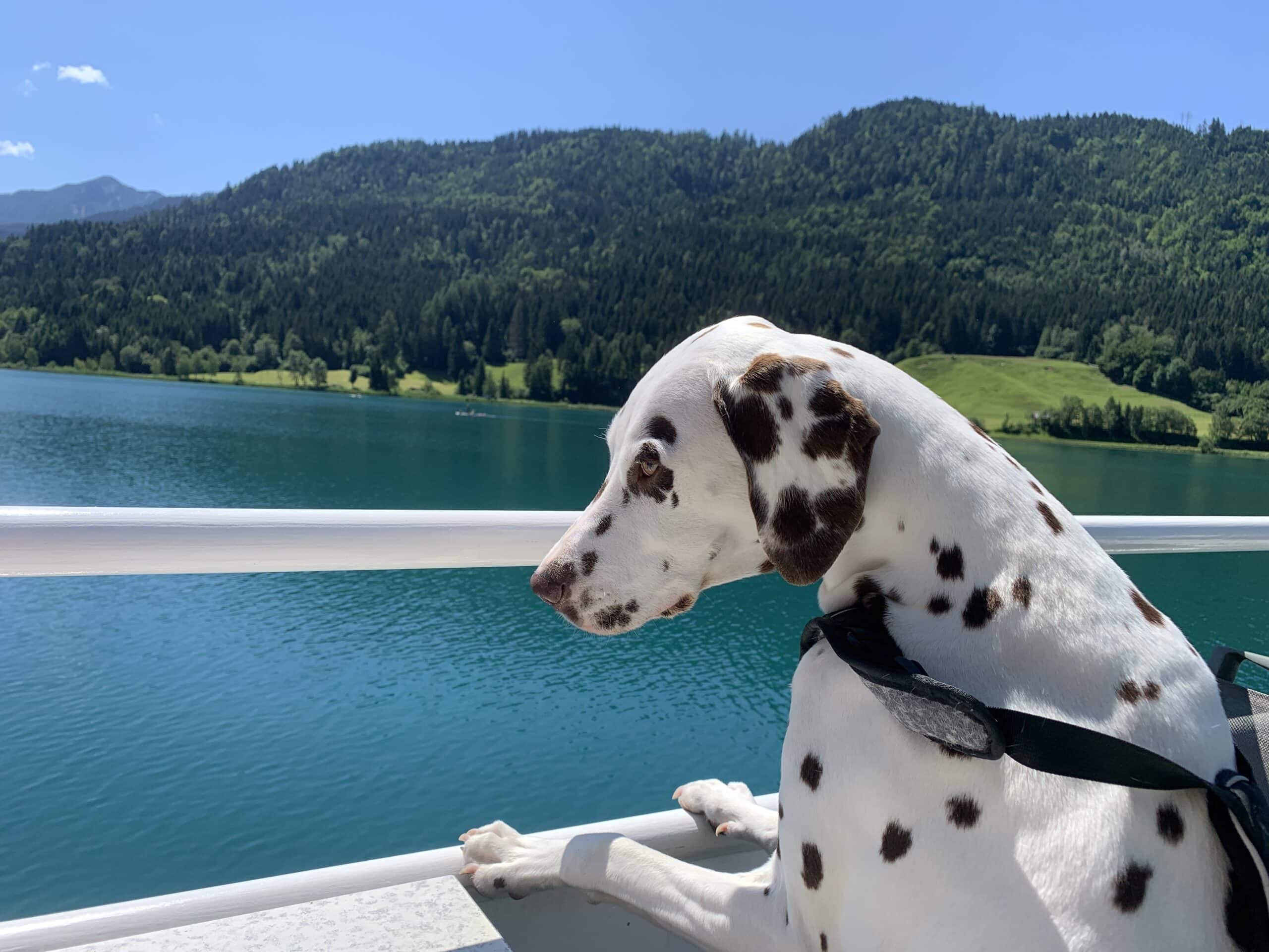 Dalmatiner schaut über Bootsreling auf See