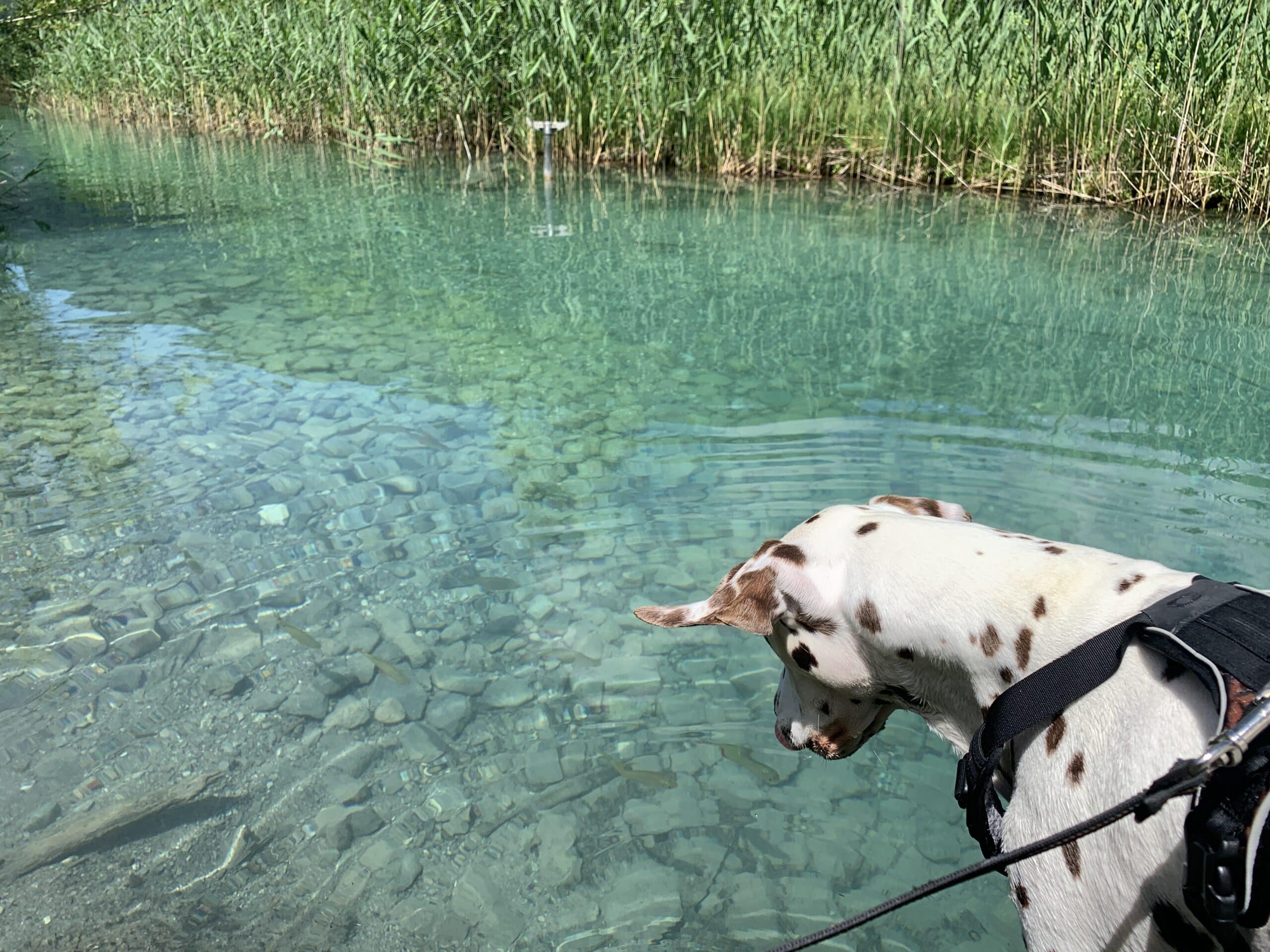 Dalmatiner schaut auf Fische in glasklarem Wasser