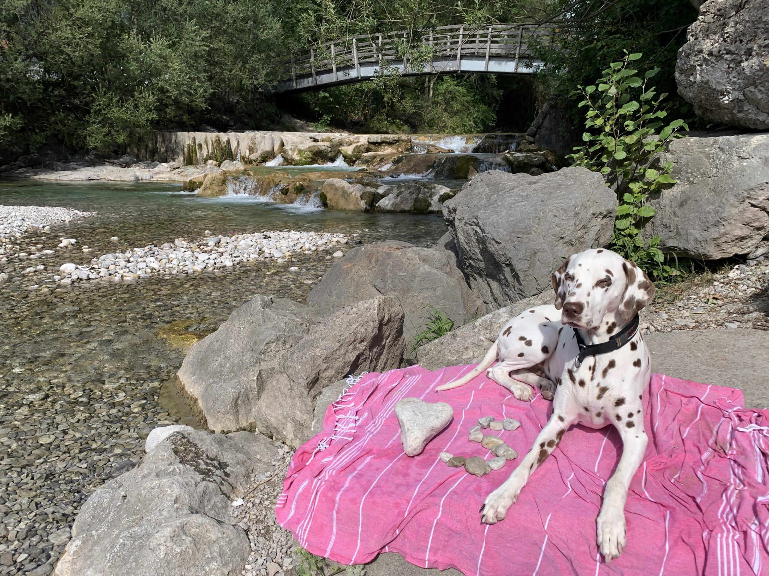 Dalmatiner liegt auf rosa Handtuch an Schotterbank bei Fluss