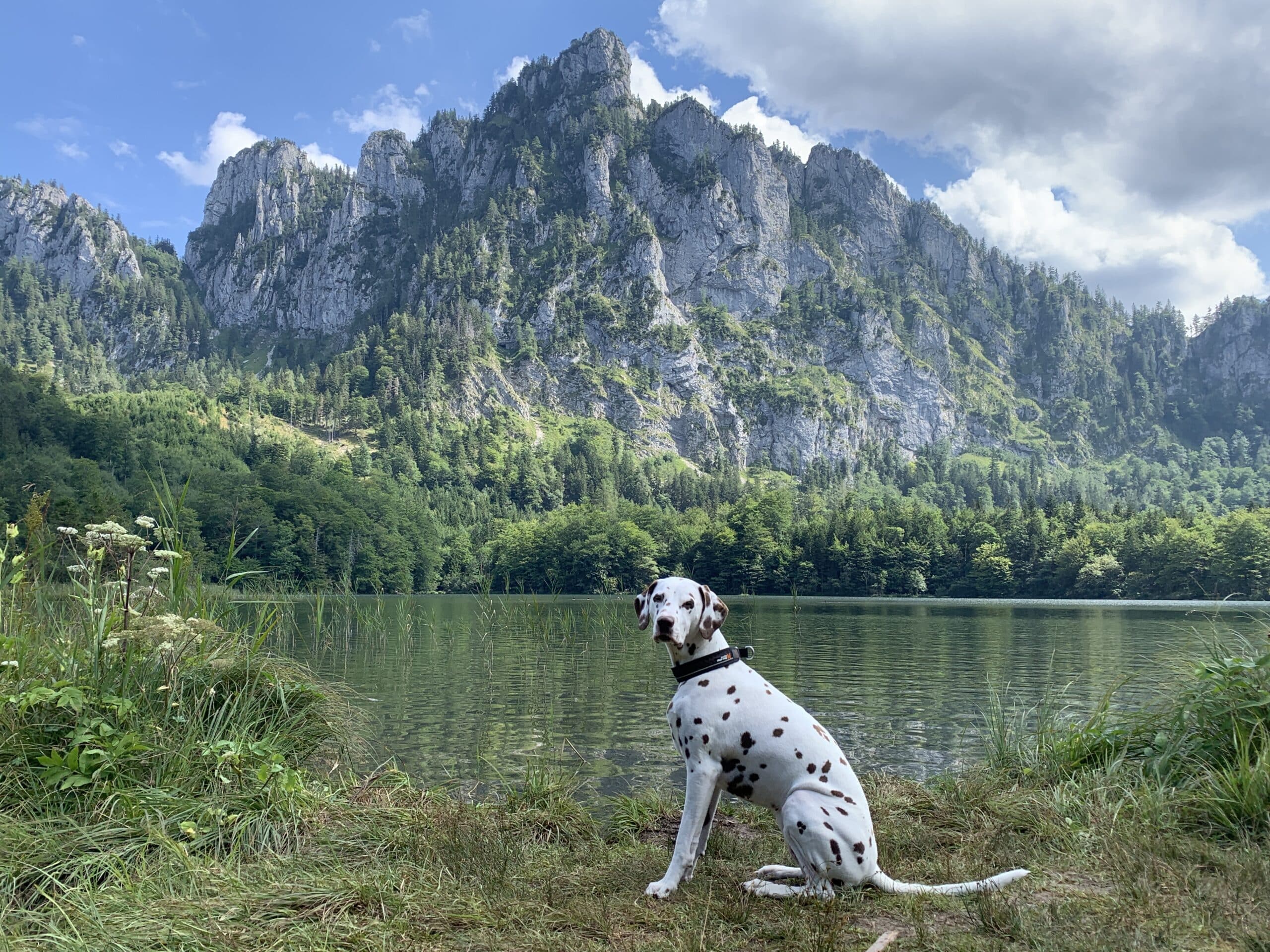 Hund, ein Dalmatiner sitzt am Ufer eines Bergsees
