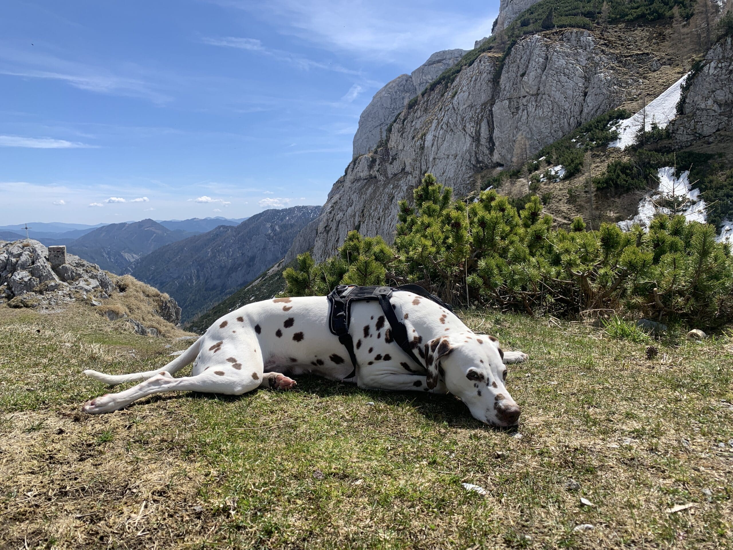 Hund, ein Dalmatiner, liegt in Wiese in Berglandschaft.