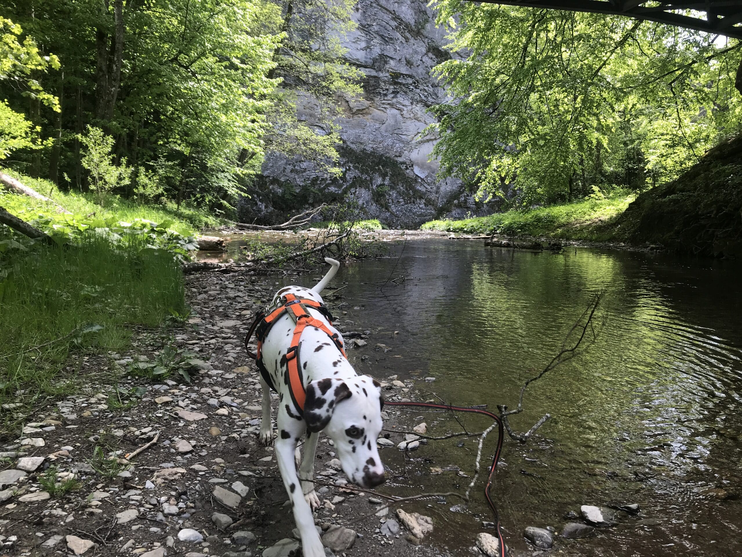 Dalmatiner-Hund steigt durch Bachbett