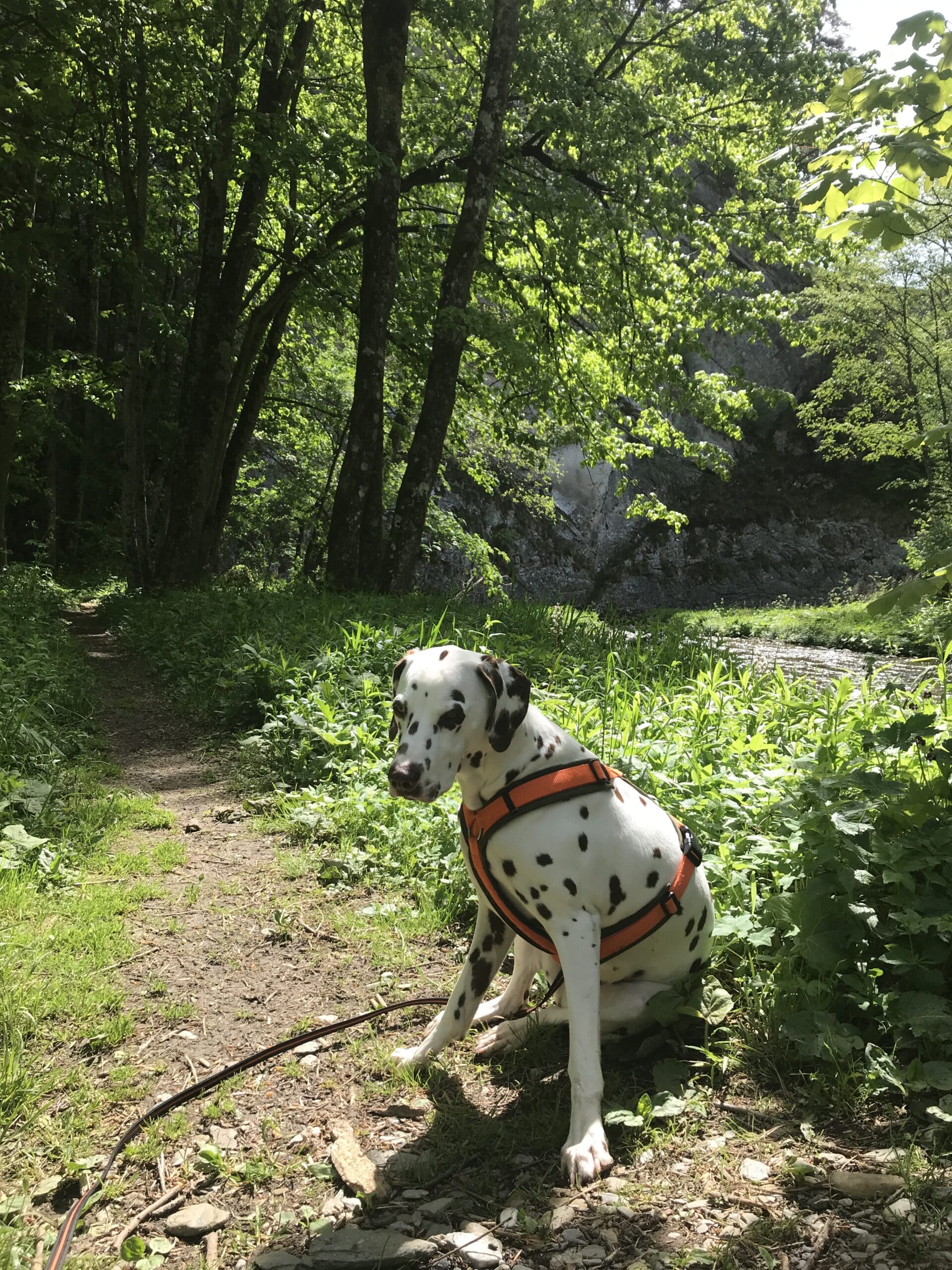 Hund sitzt in Wald auf Weg