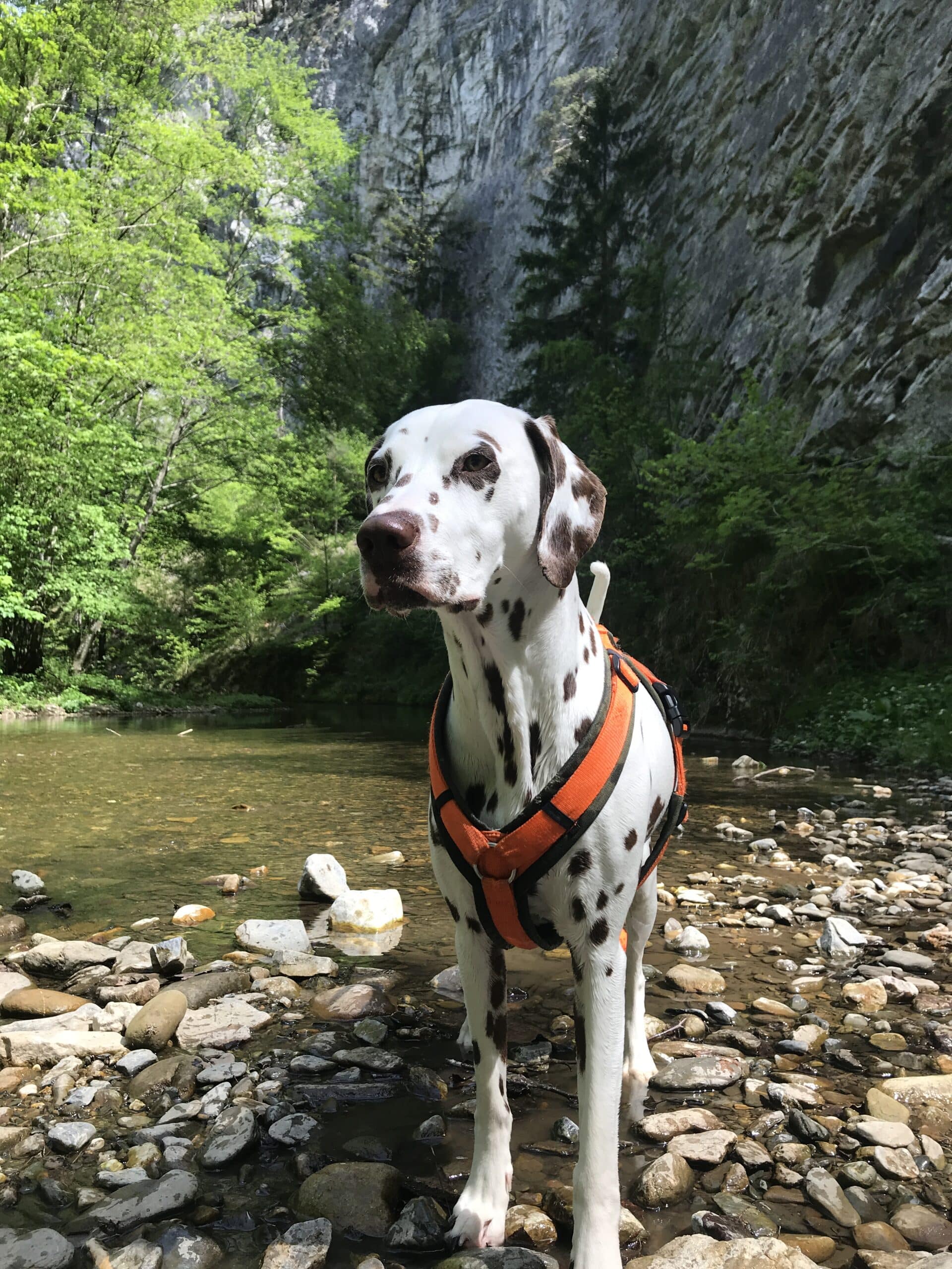 Dalmatiner-Hund steht an Bachbett im Wald