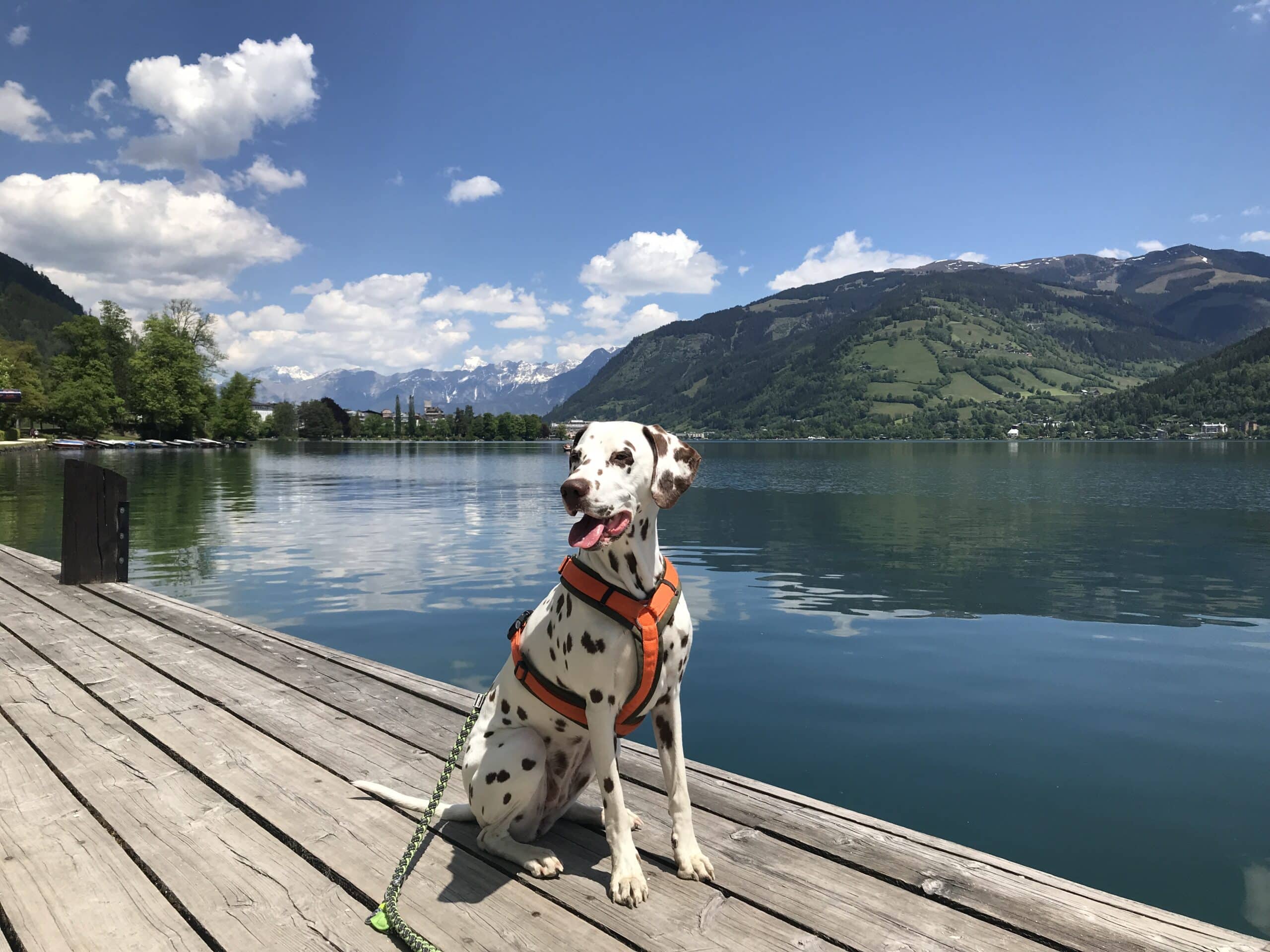 Dalmatinerhund sitzt auf Holzsteg bei See
