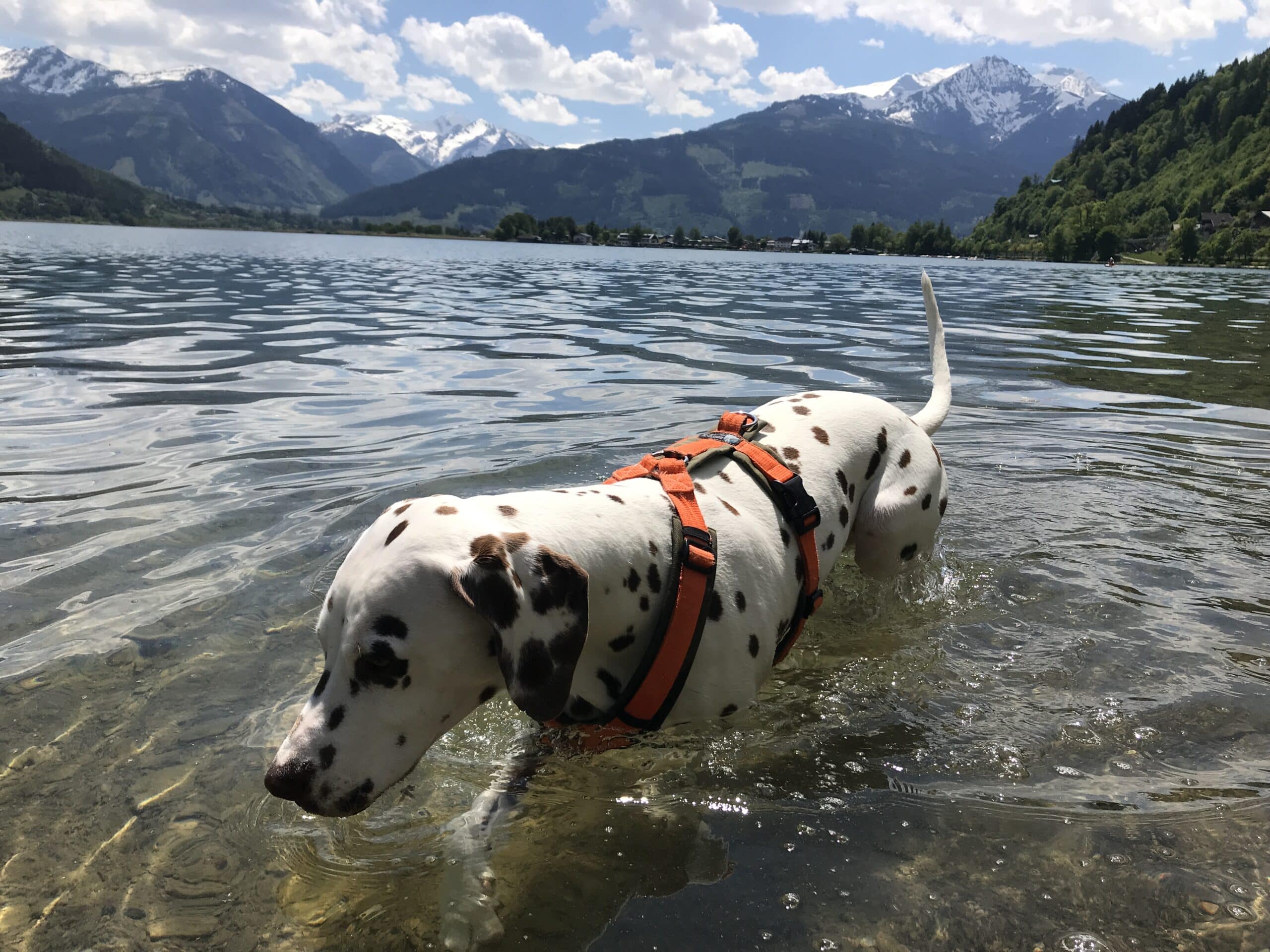 Dalmatiner-Hund im See