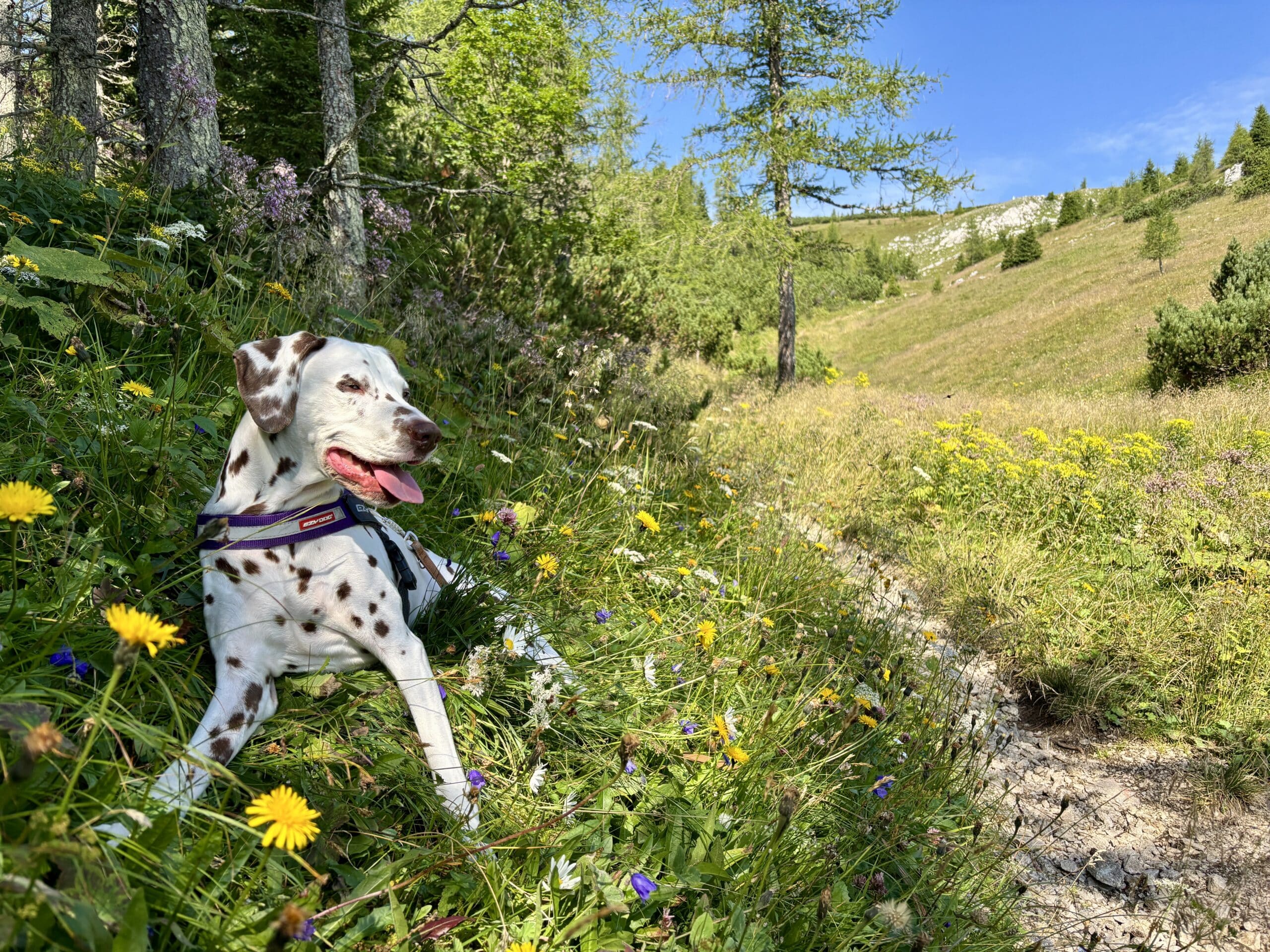 Wanderung mit Hund zum Edelweißboden, Wandern ohne Weidevieh, Hund liegt in Wiese am Almpaletau