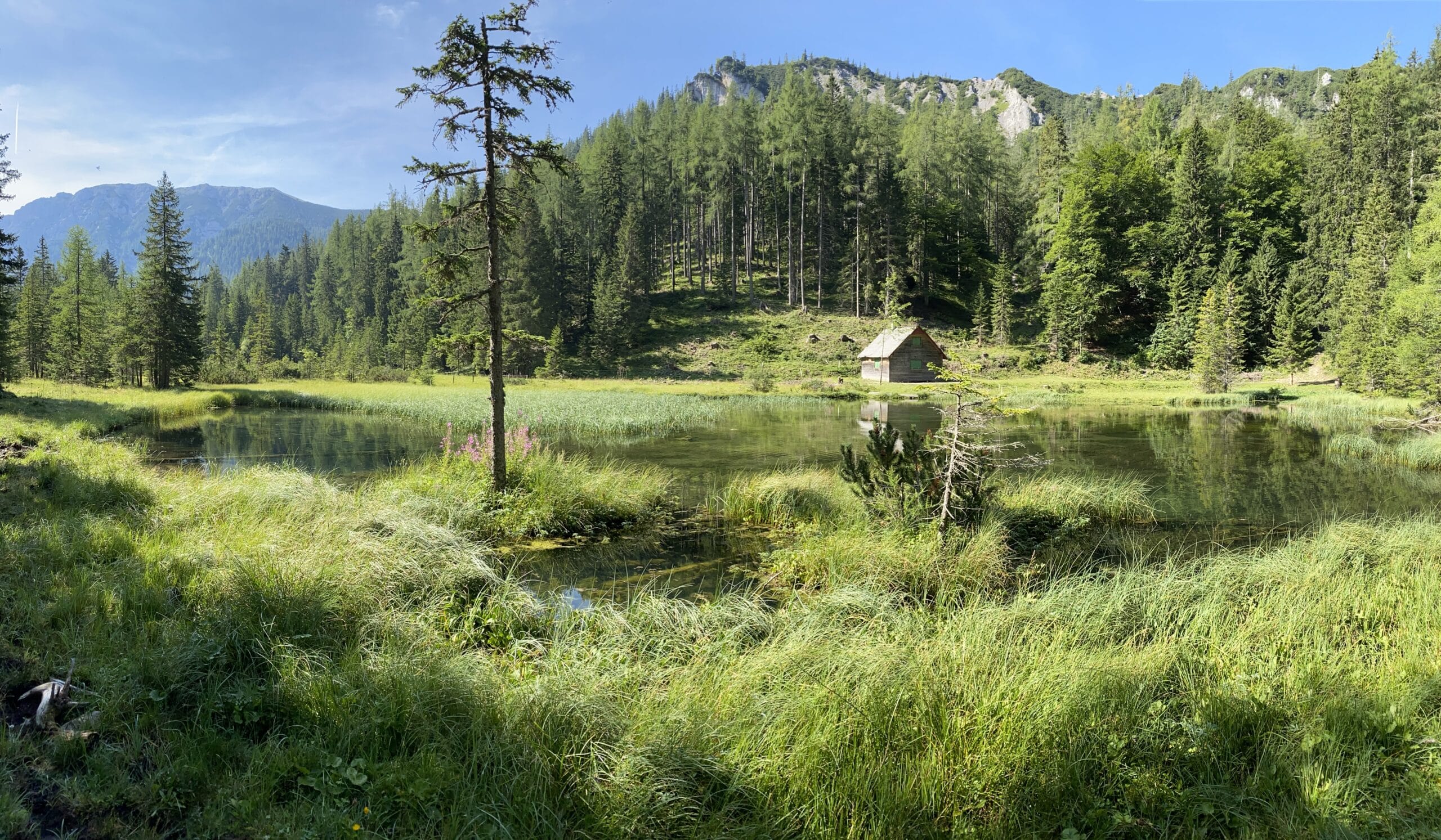 Kleiner Bergsee umrahmt von Wiese und Wald.