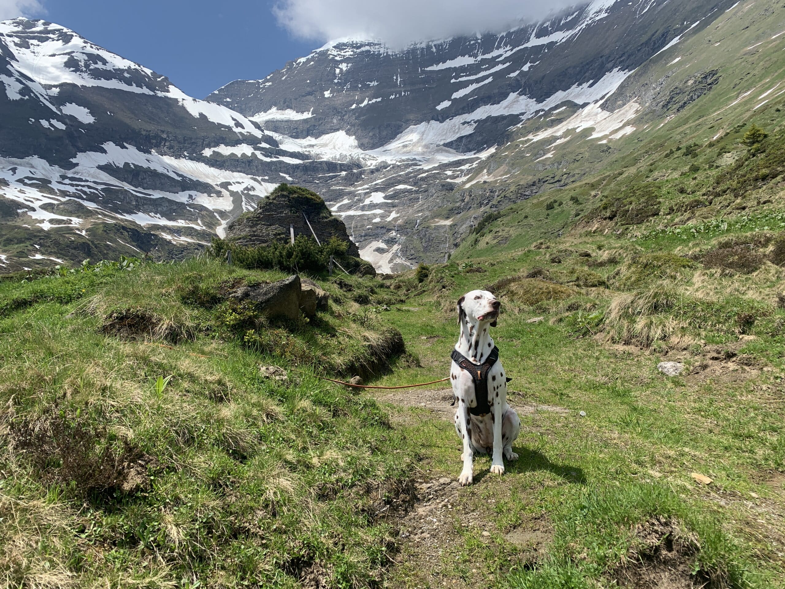 Hund sitzt am Almboden umgeben von schroffen Bergen