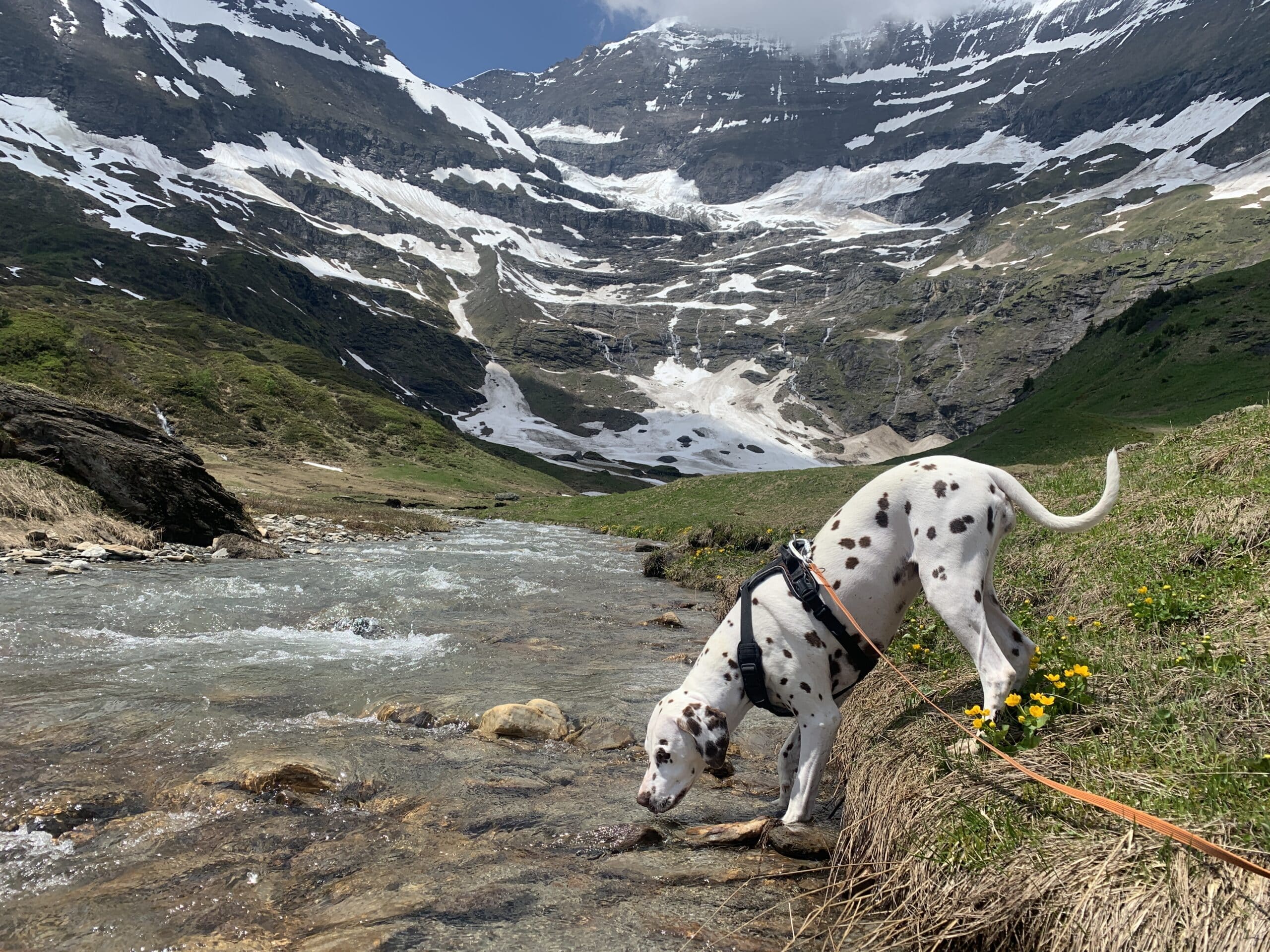 Hund trinkt aus Gebirgsbach umgeben von schroffen Bergen
