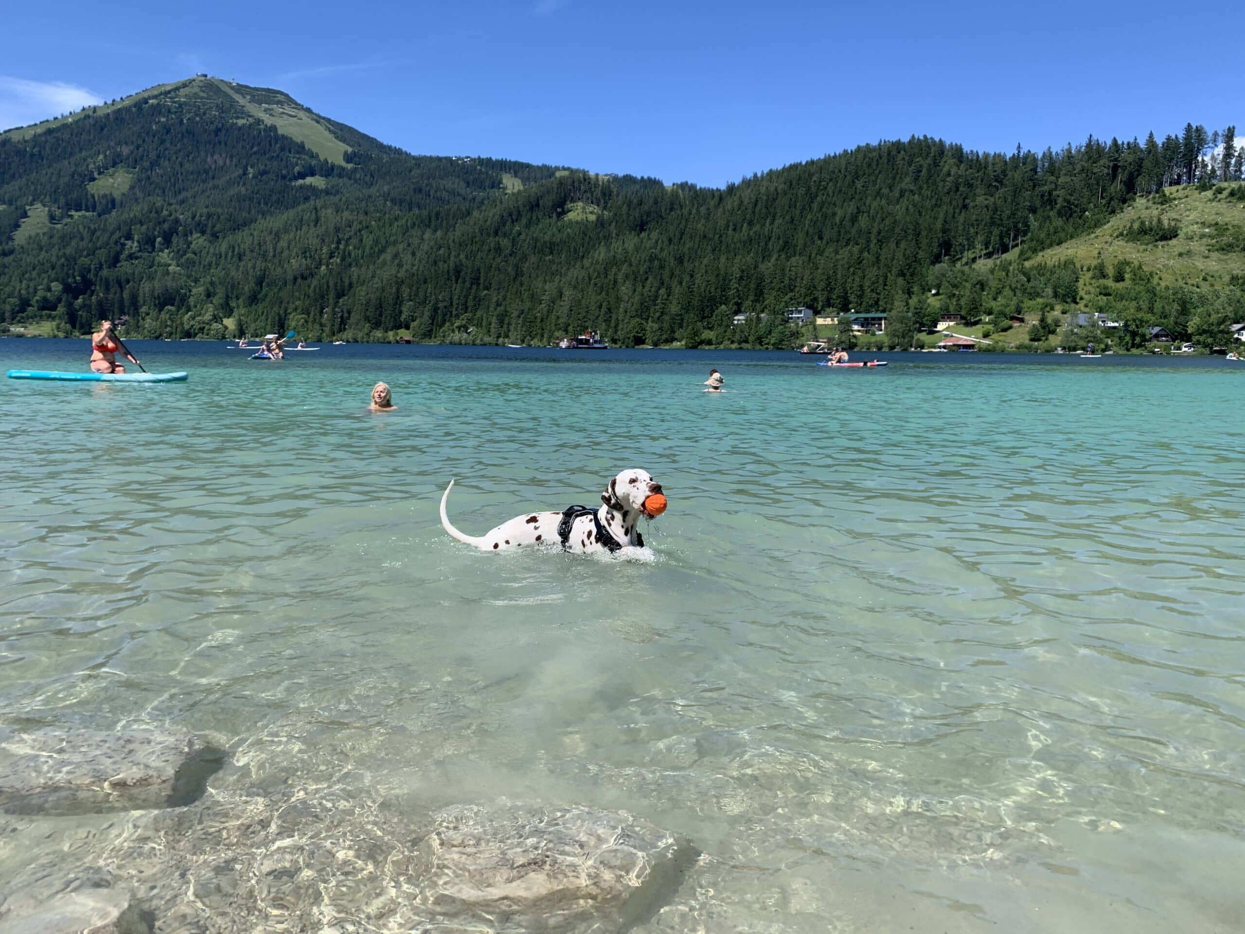 Hund badet in glasklarem, hellblauem See.