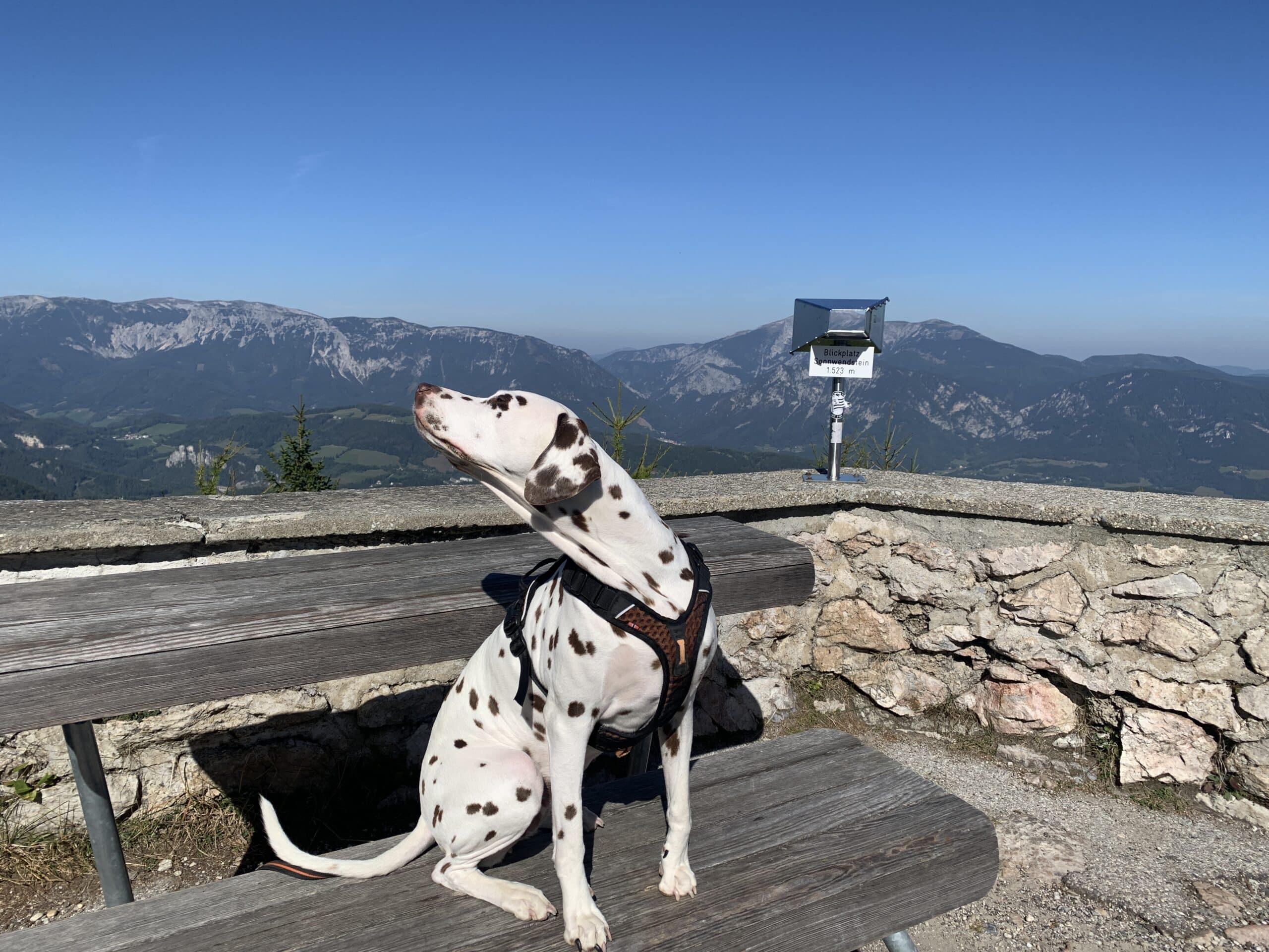 Hund sitzt auf Aussichtsplattform Berg