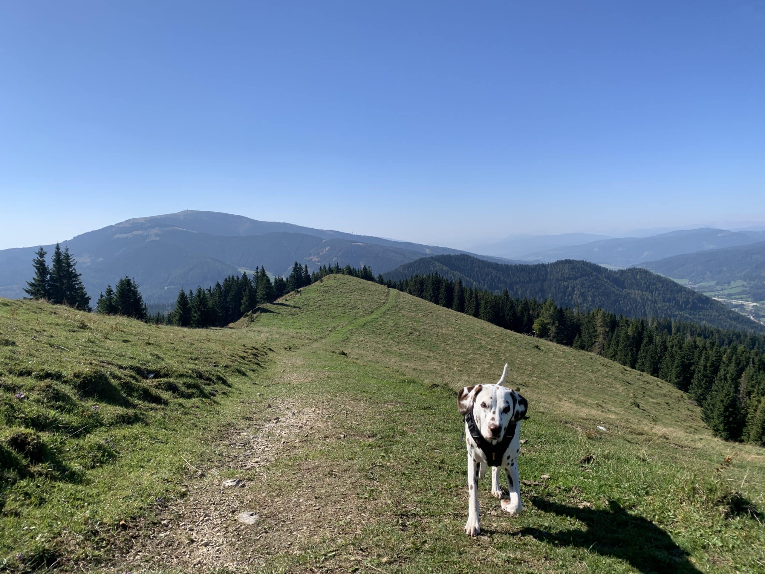 Hund läuft über Almwiese