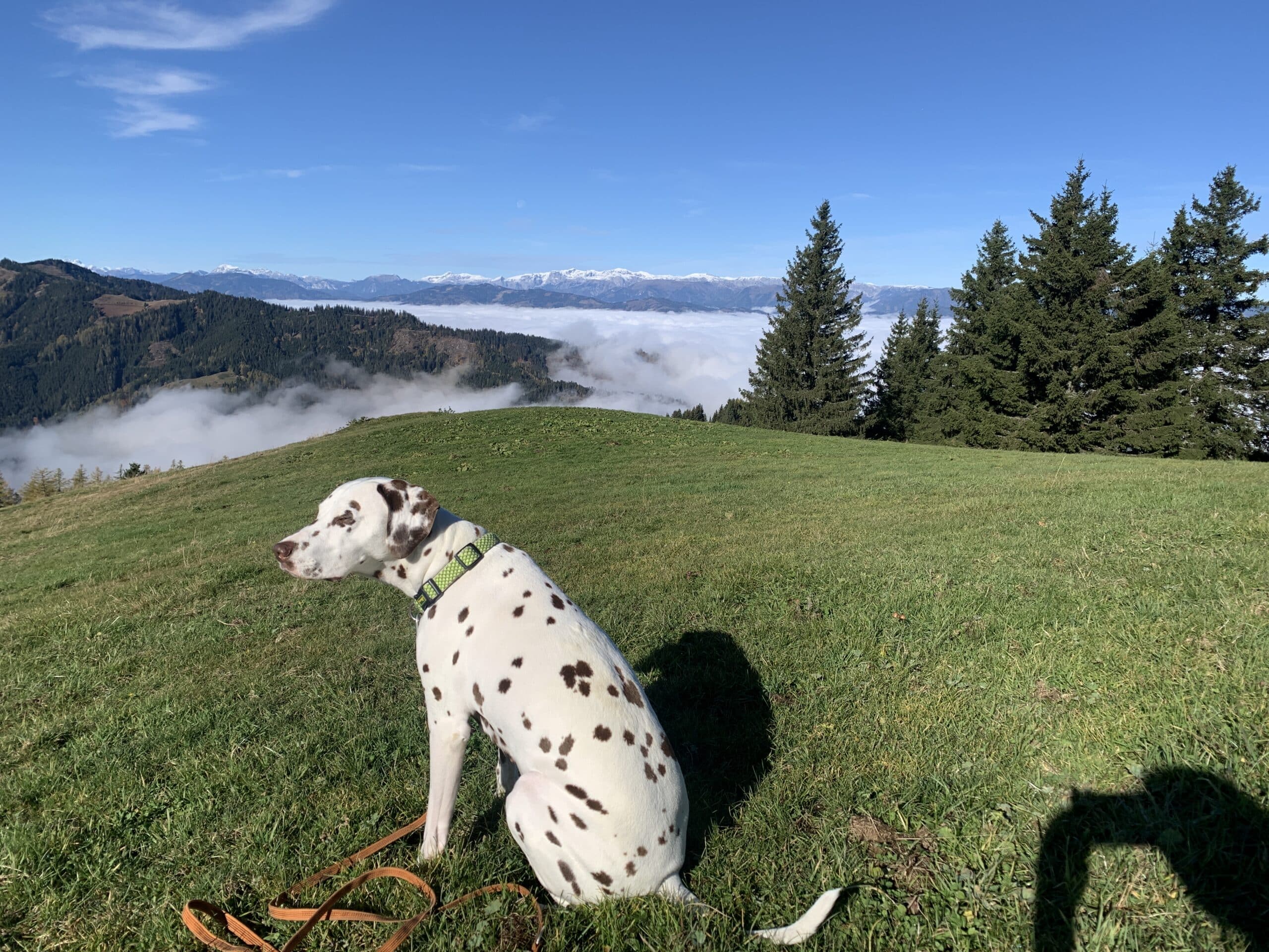 Hund sitzt auf Bergwiese