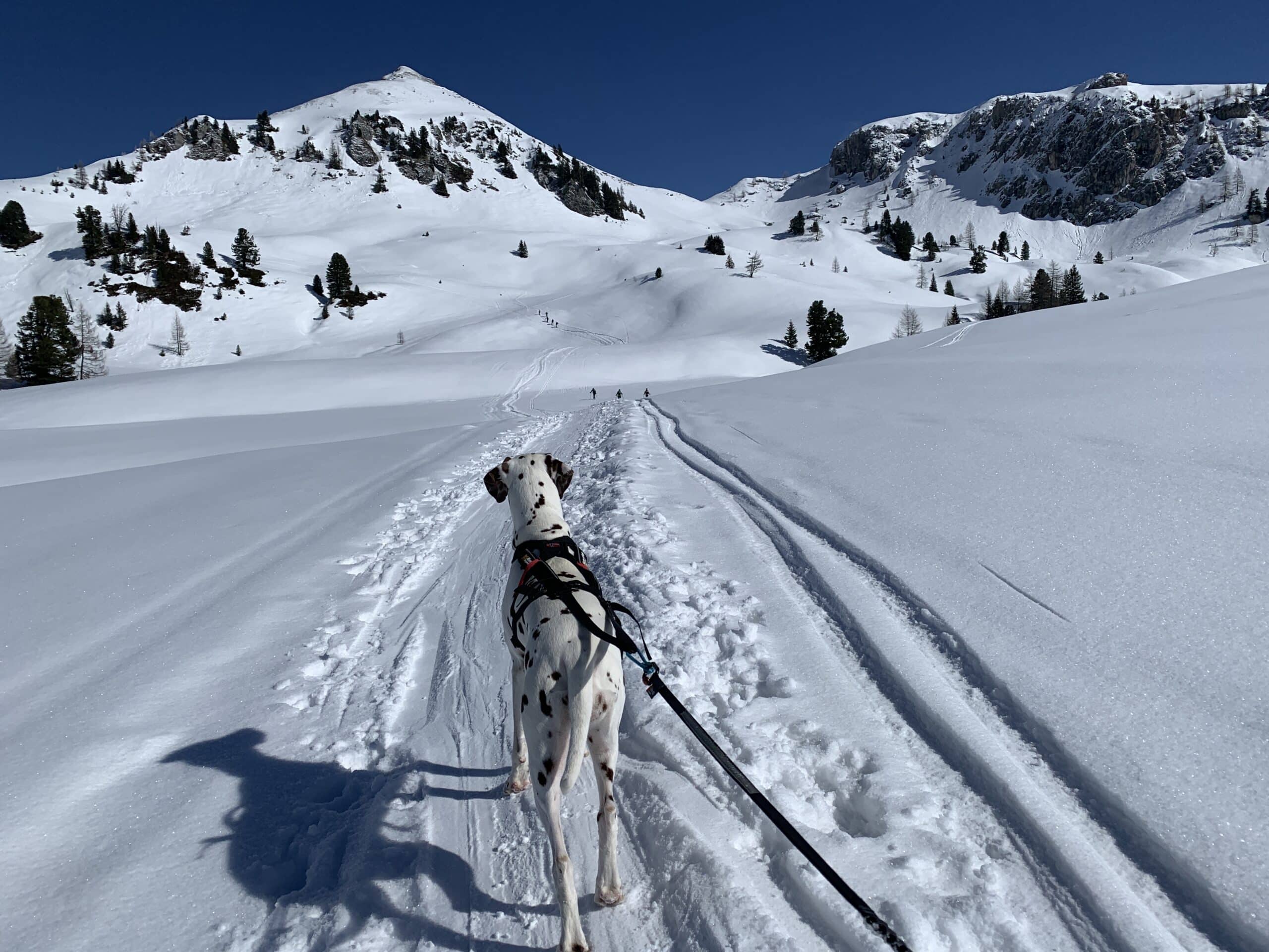 Hund (Dalmatiner) stapft an Leine durch sonnige Winterlandschaft