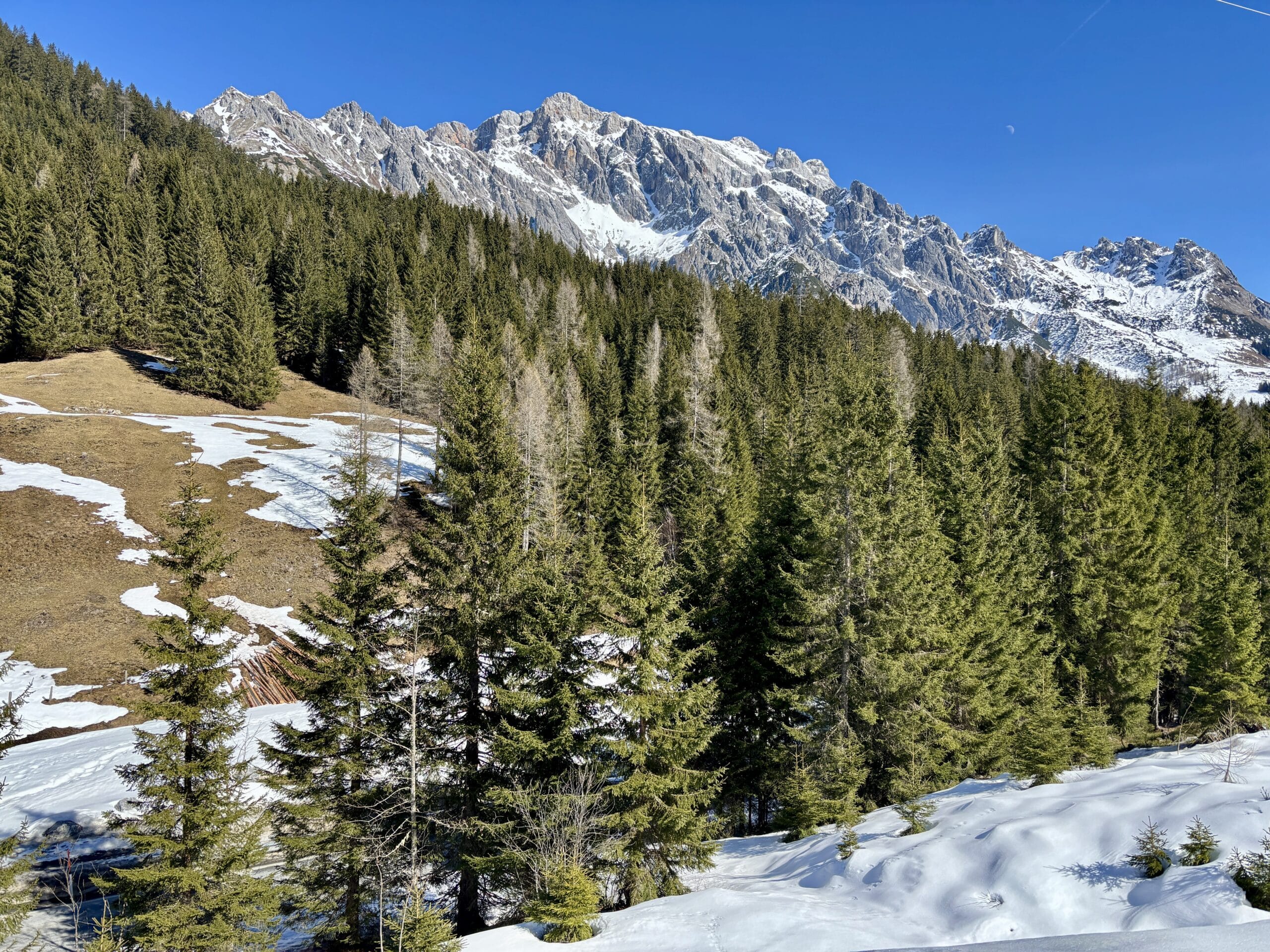 Berge, Wiese, Schnee, Wald im Frühling