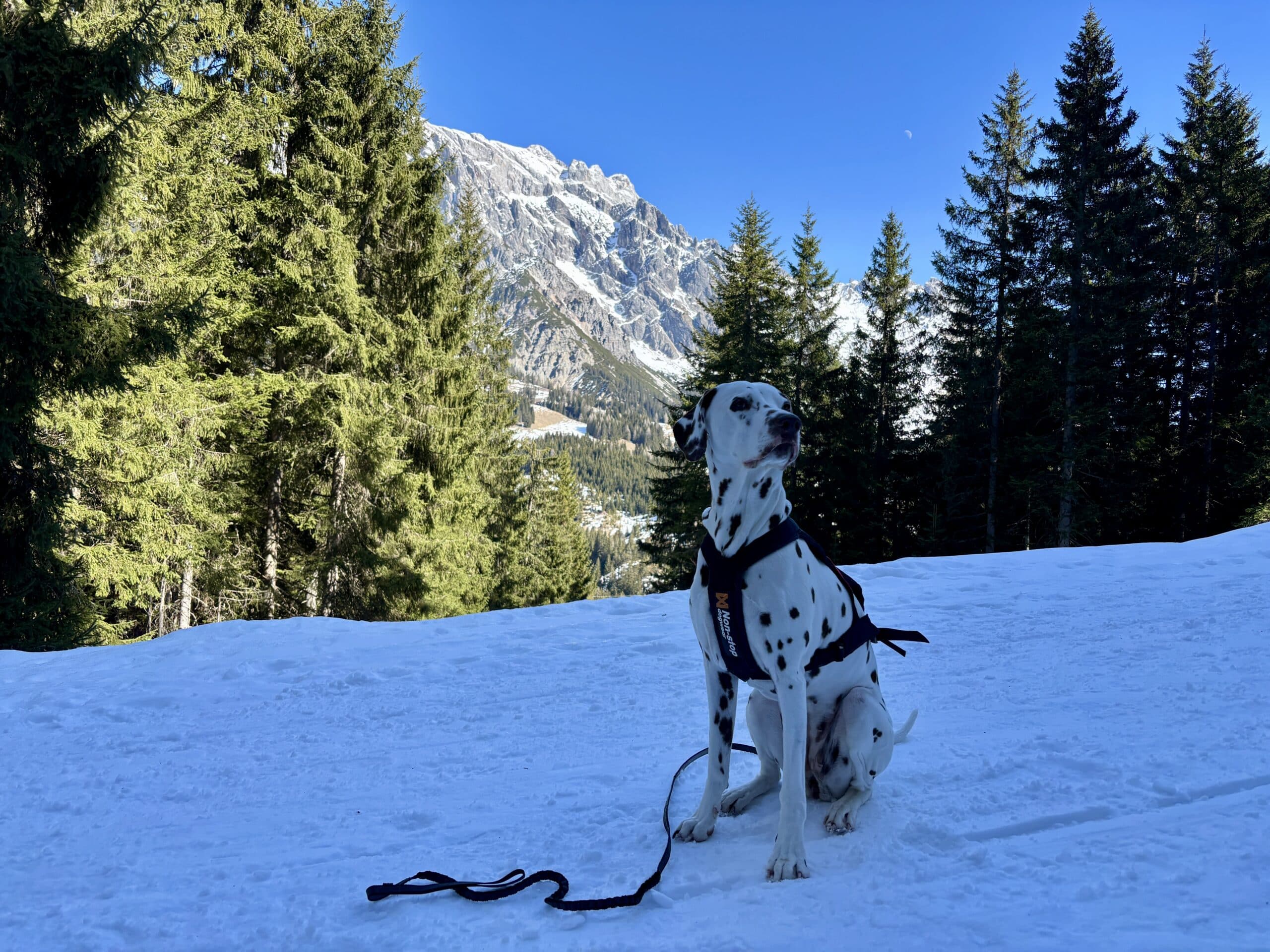 Hund sitzt auf Güterweg im Schnee; dahinter Bäume und Berge