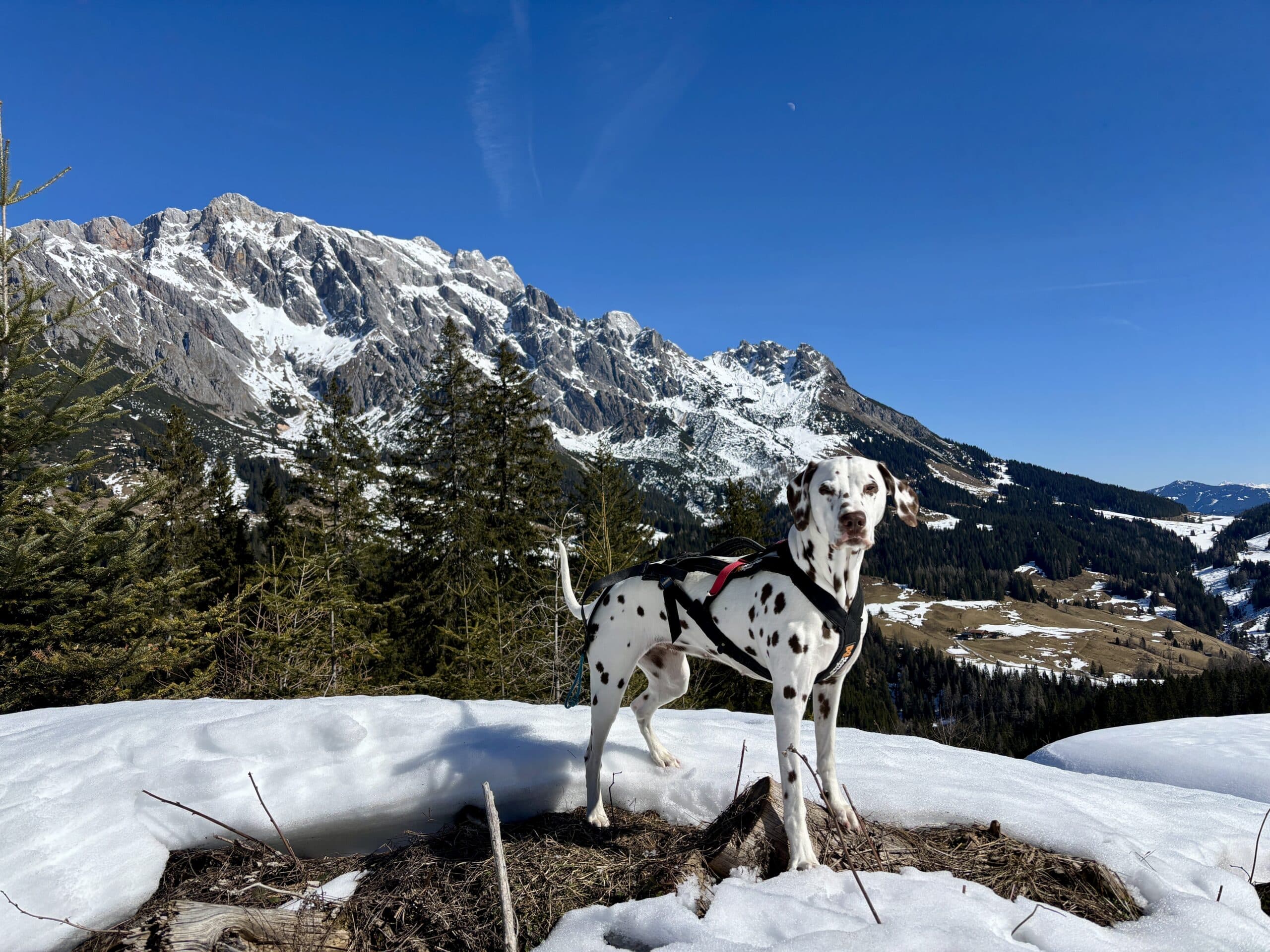 Dalmatiner steht bei sonnigem Wetter im Schnee; Bergkulisse