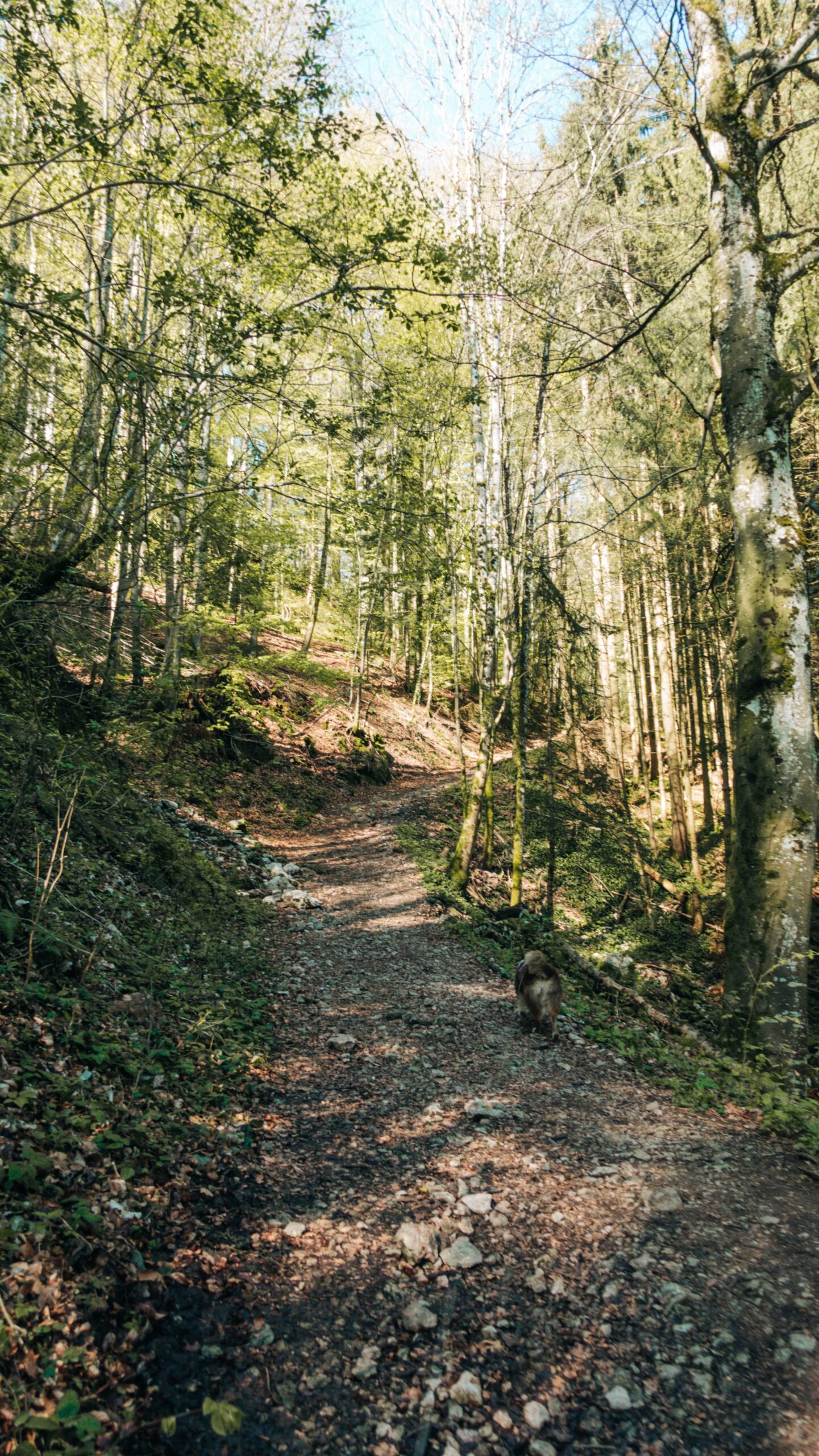 Waldpfad, Aufstieg Hochsteinalm