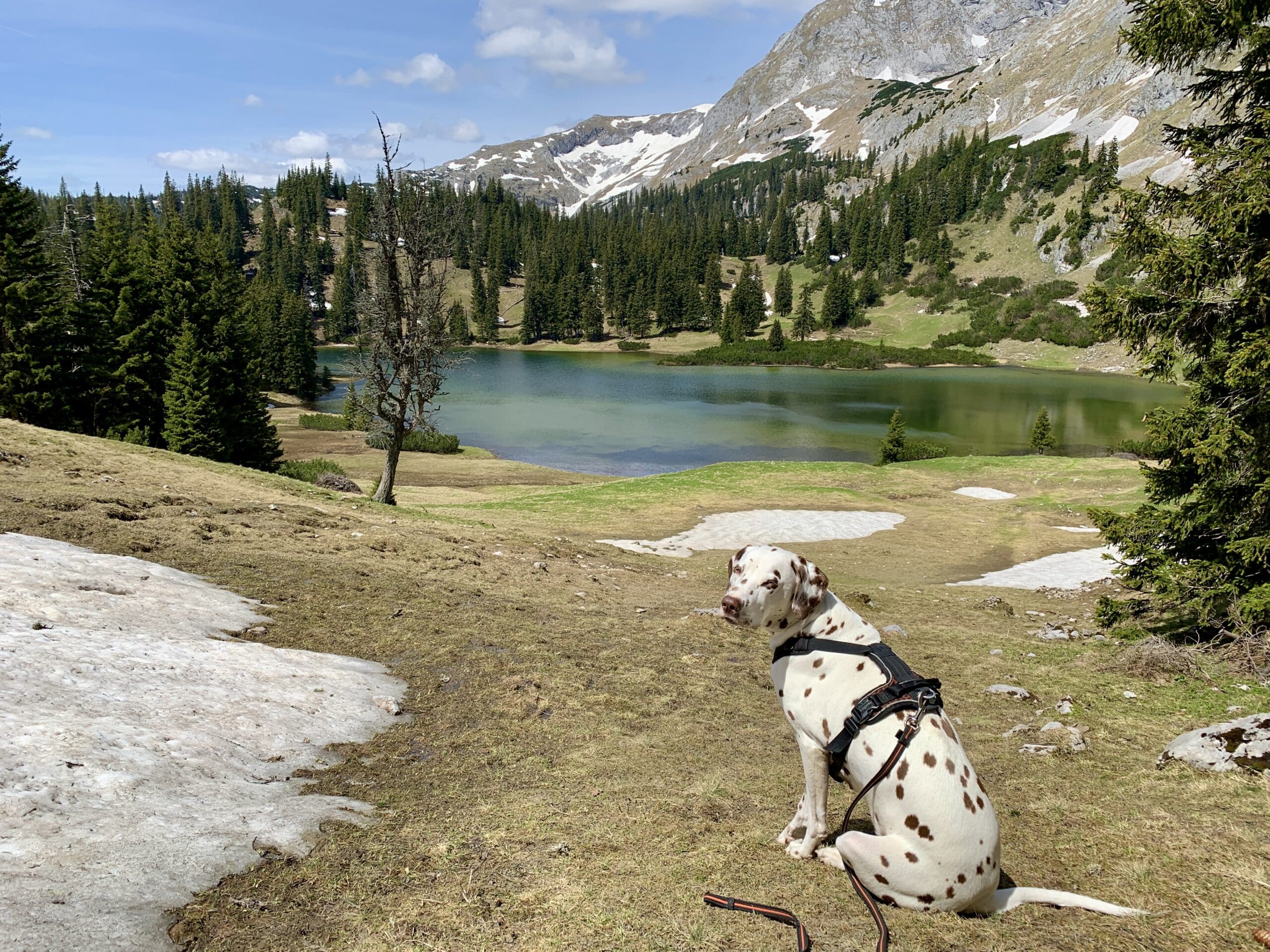 Hund/Dalmatiner sitzt auf einer noch braunen Wiese an einem Bergsee, Schneefelder, Sackwiesensee