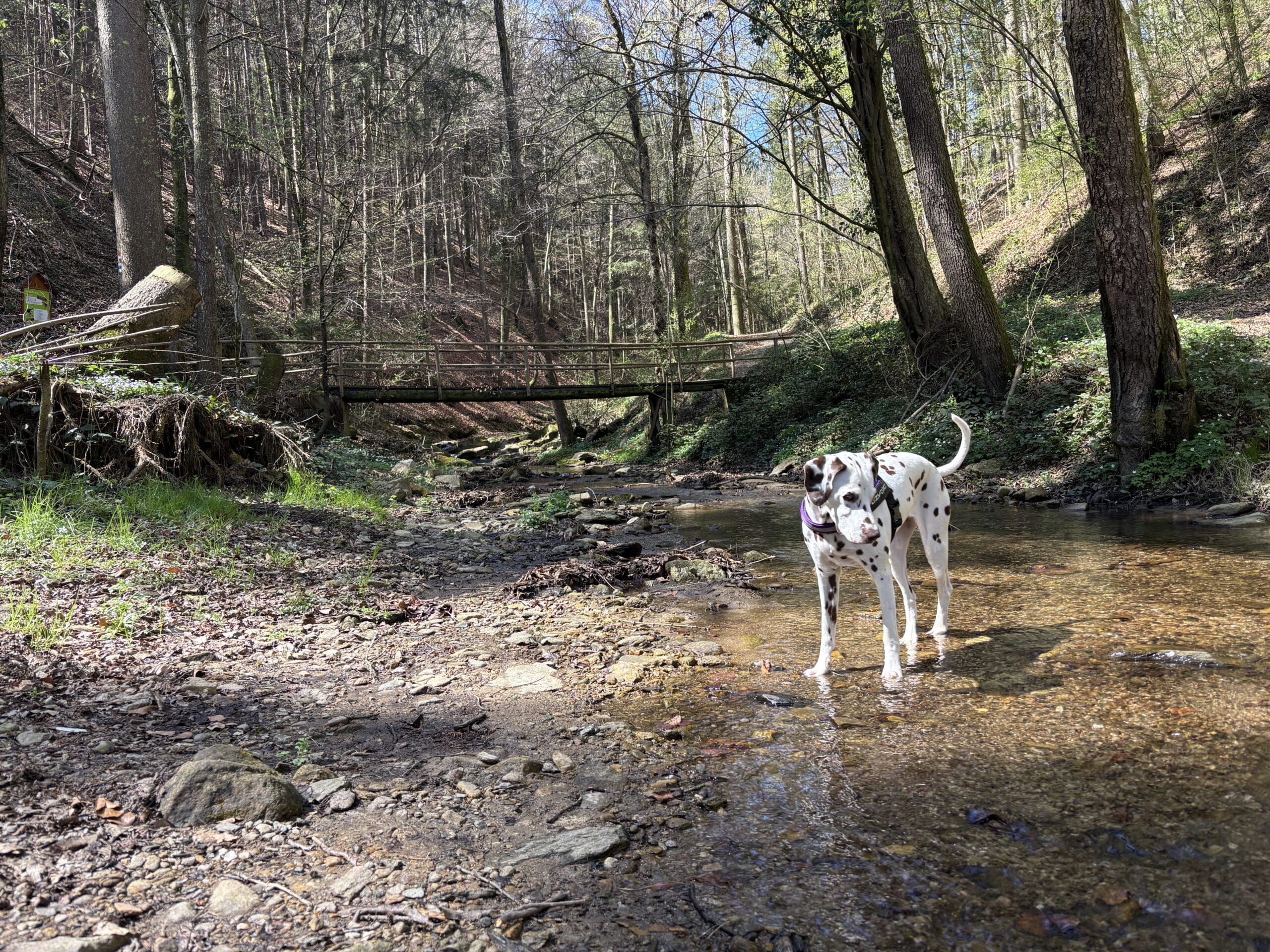 Dalmatiner-Hund steht in einem Bachbett im Wasser, Wald, Schönauklamm, Pöllau