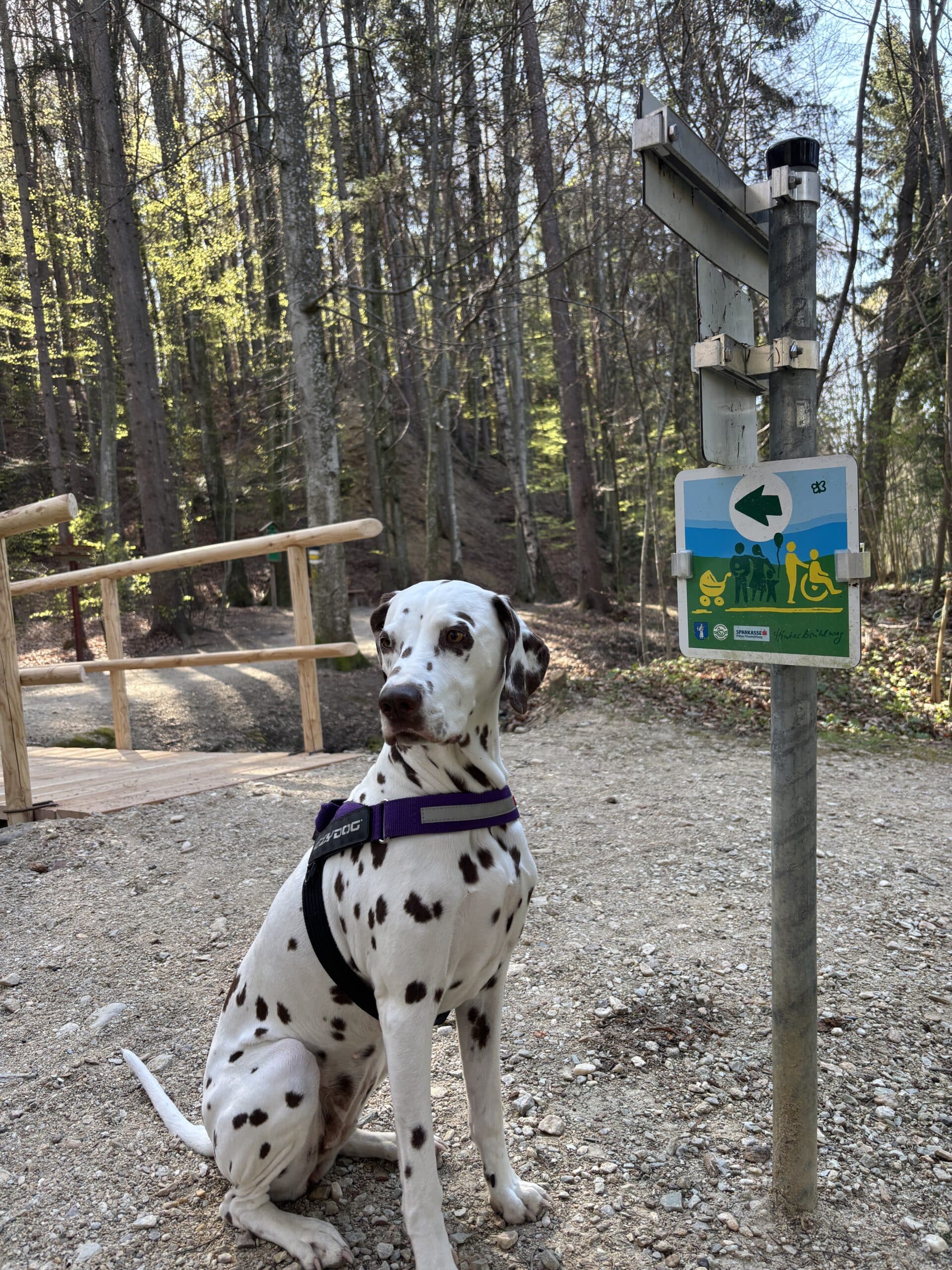 Dalmatiner sitzt auf Schotterweg bei Wegweiser, Brücke, Naturkraftpark Pöllau