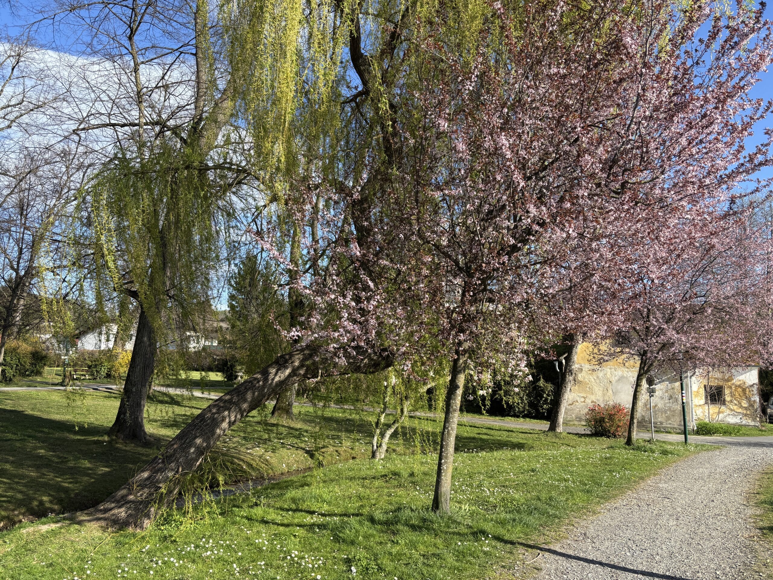 Blühende Bäume, Schotterweg im Aupark / Pöllau