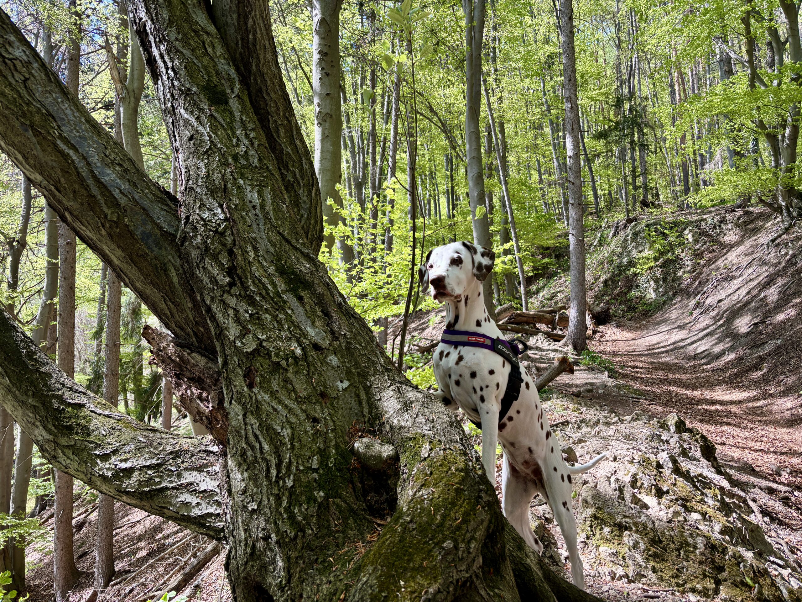 Dalmatiner steht auf Baumstamm im Laubwald;
