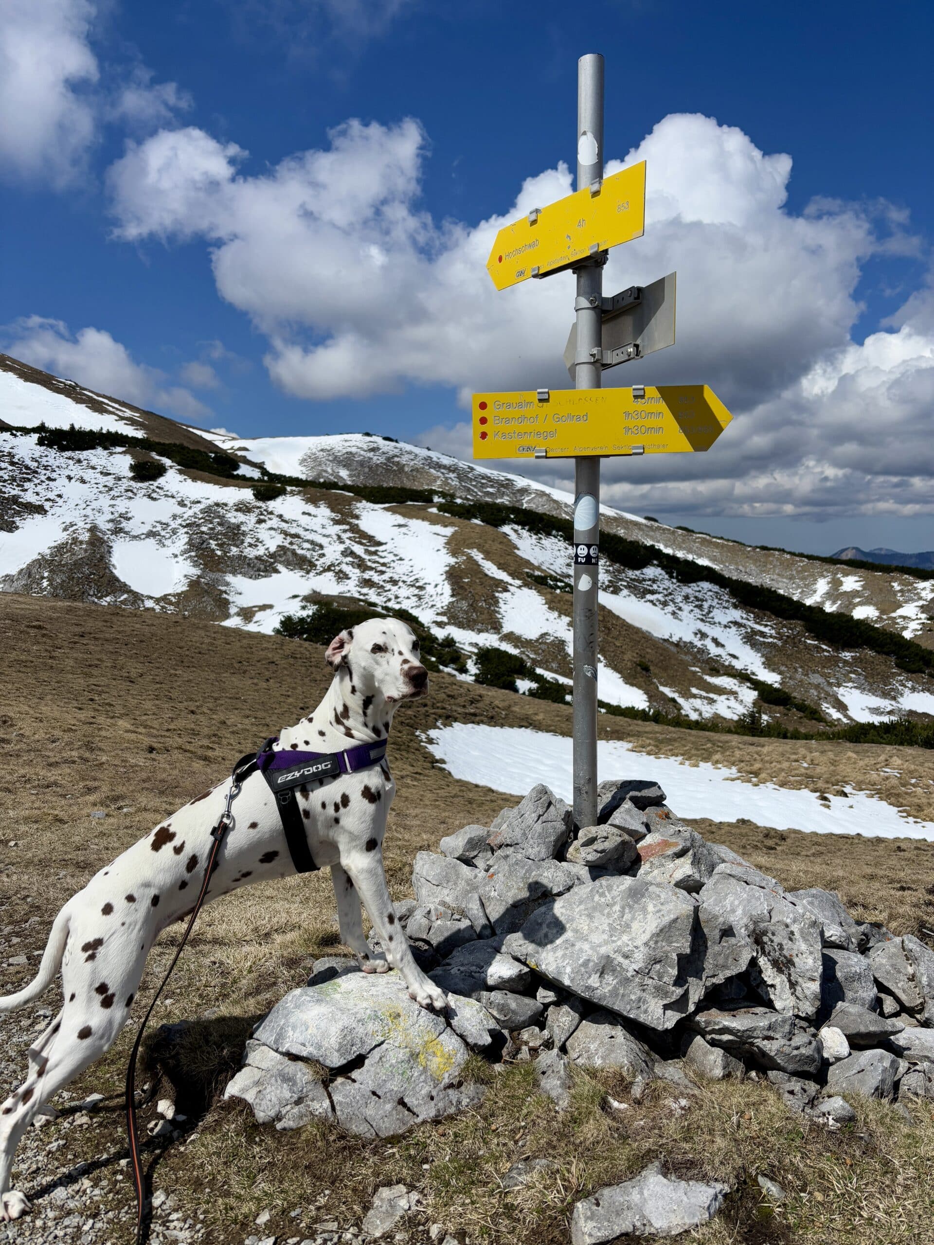 Dalmatiner-Hund steht bei Wegweiser am Berg, Schneefelder