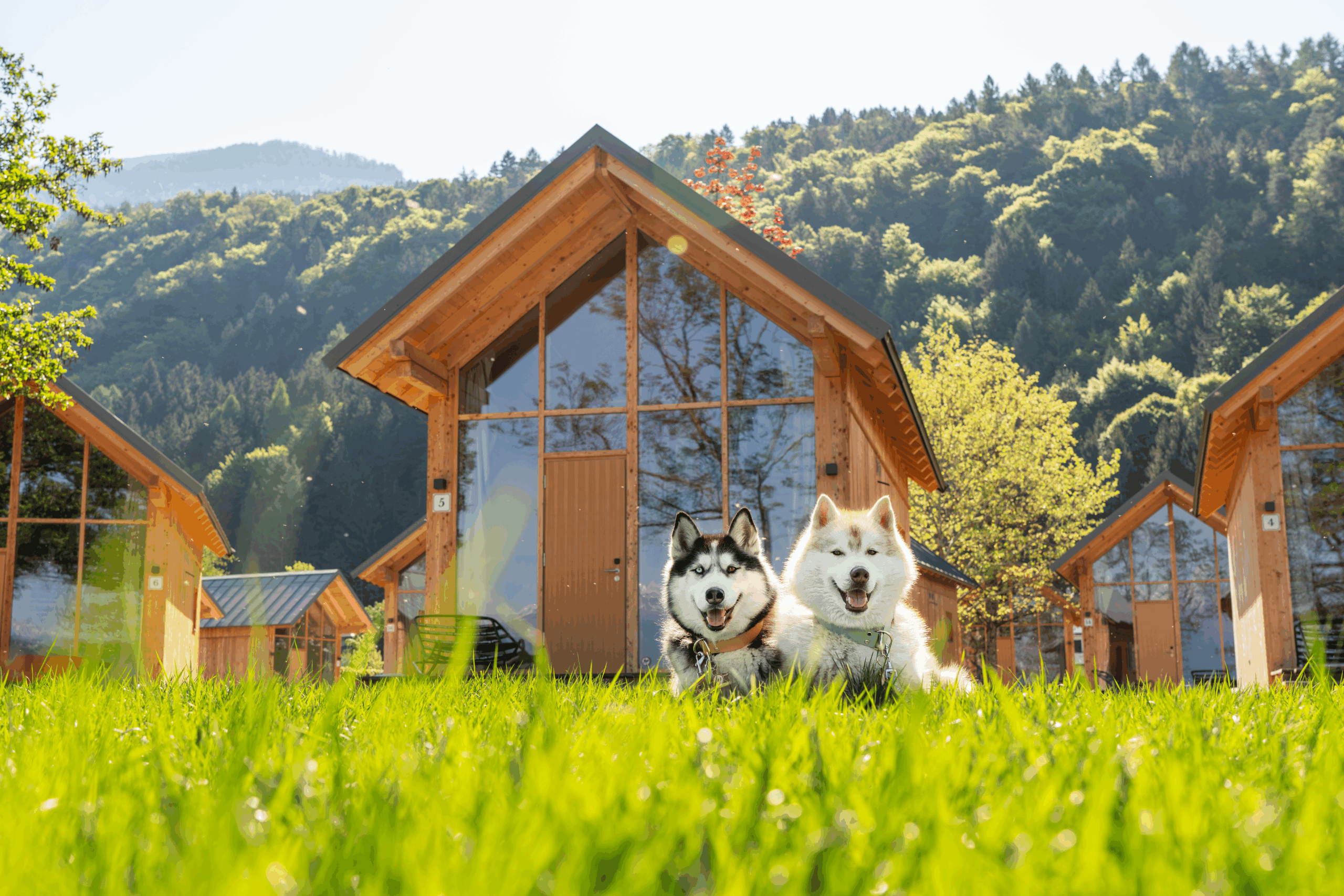 Zwei Huskys liegen vor Tiny Houses im Gras