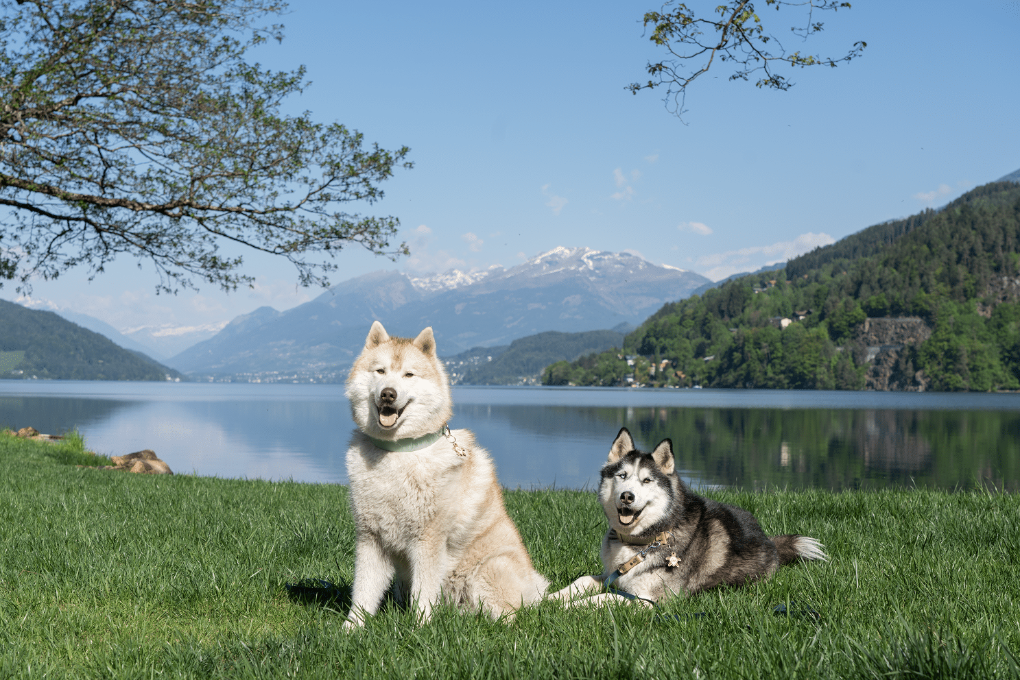 Zwei Huskys am Seeufer am Millstätter See
