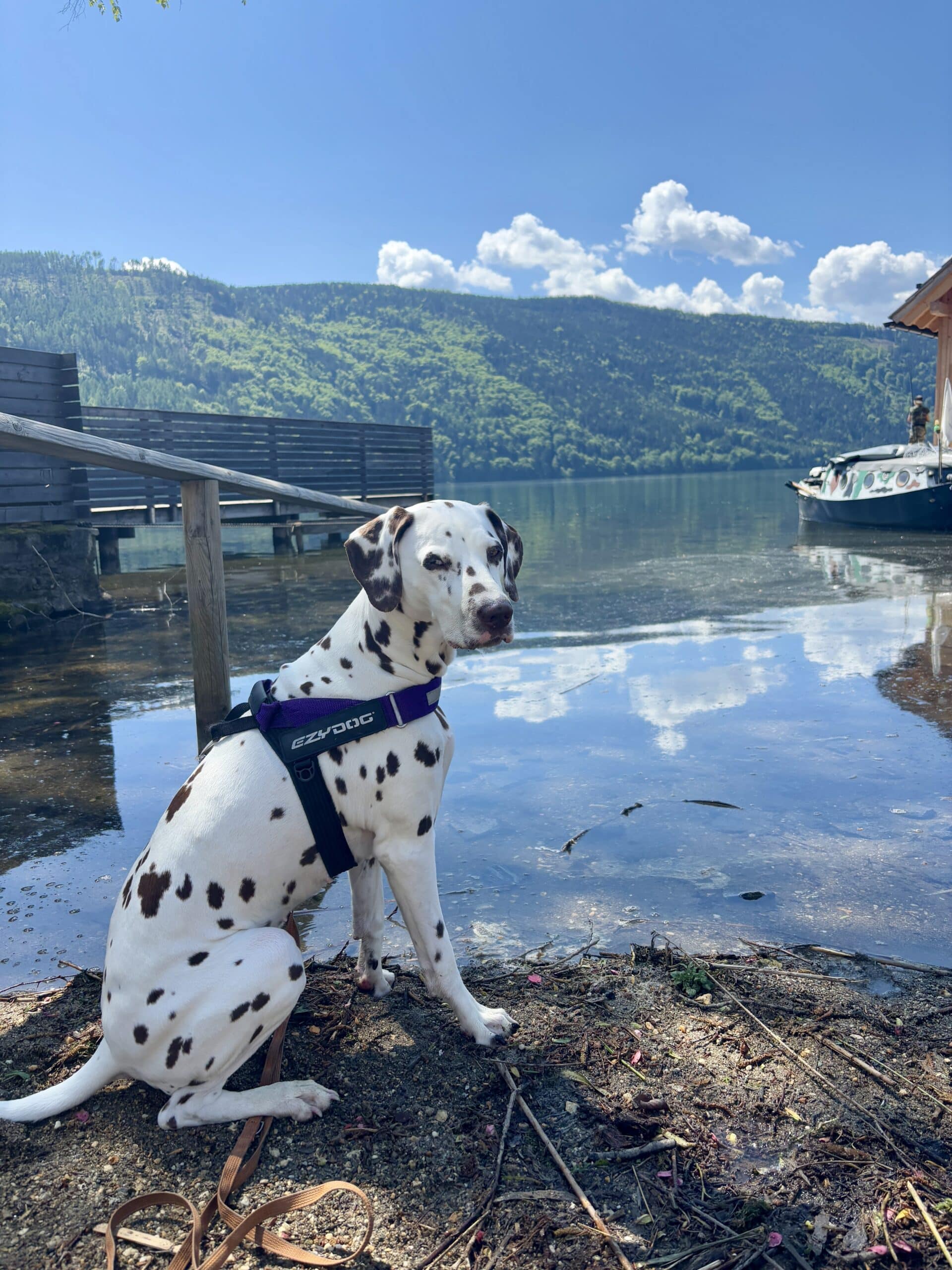 Dalmatiner-Hund sitzt am See Ufer, freier Seezugang Fischerpark in Döbriach