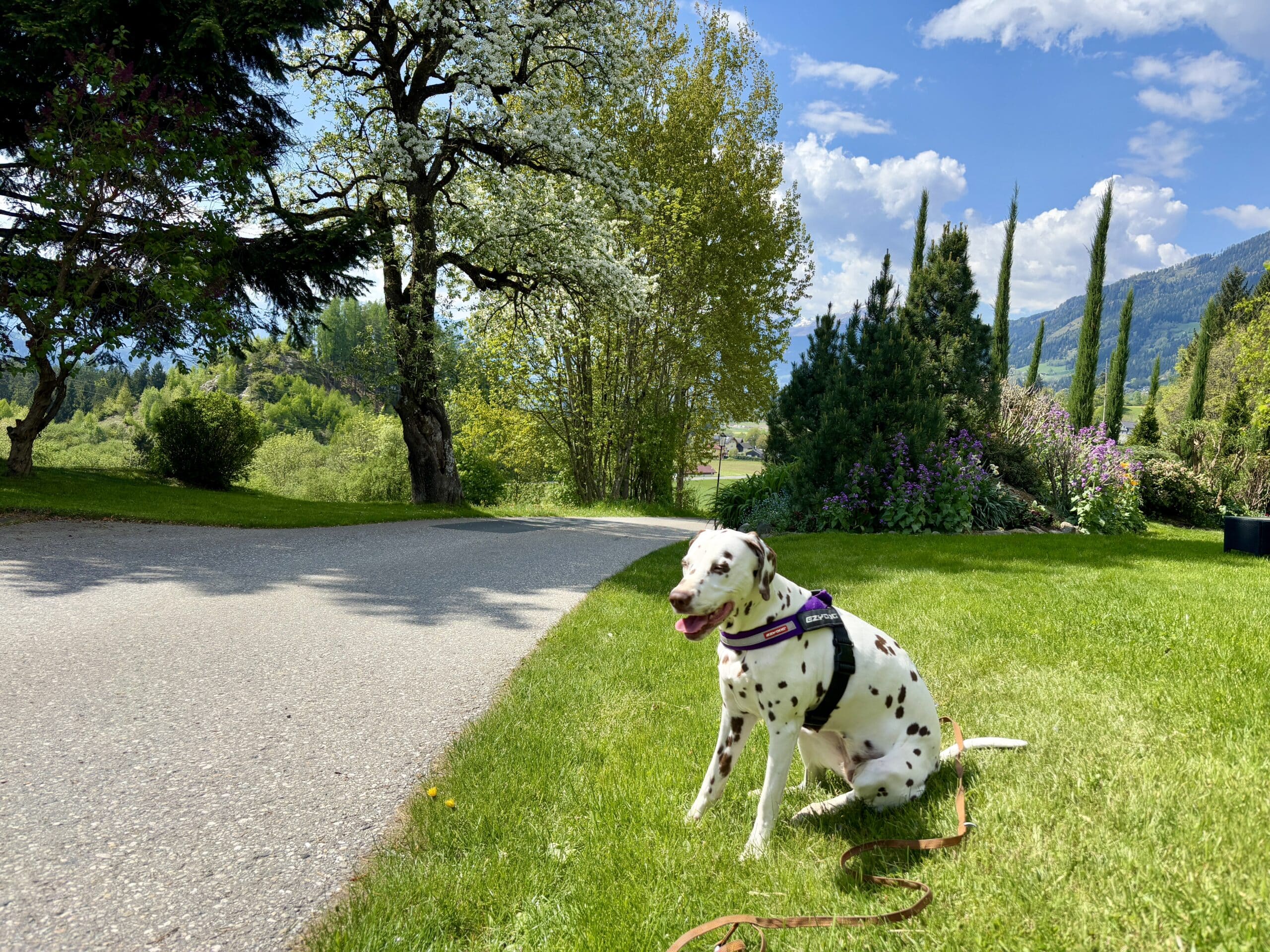 Dalmatiner-Hund sitzt auf gepflegtem Rasen in Garten, Via Paradiso Etappe 1