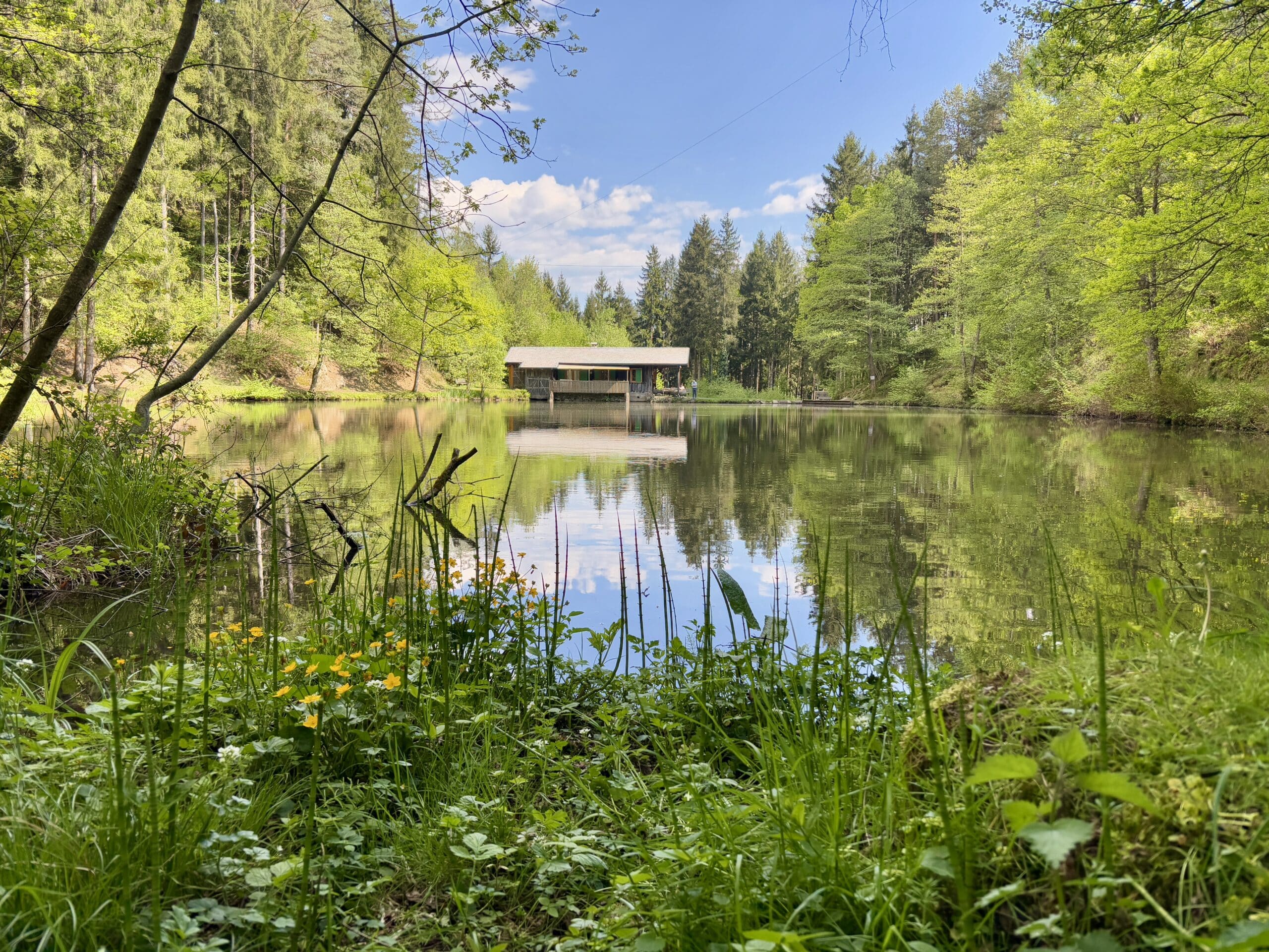 Zwergsee, Teich im Wald