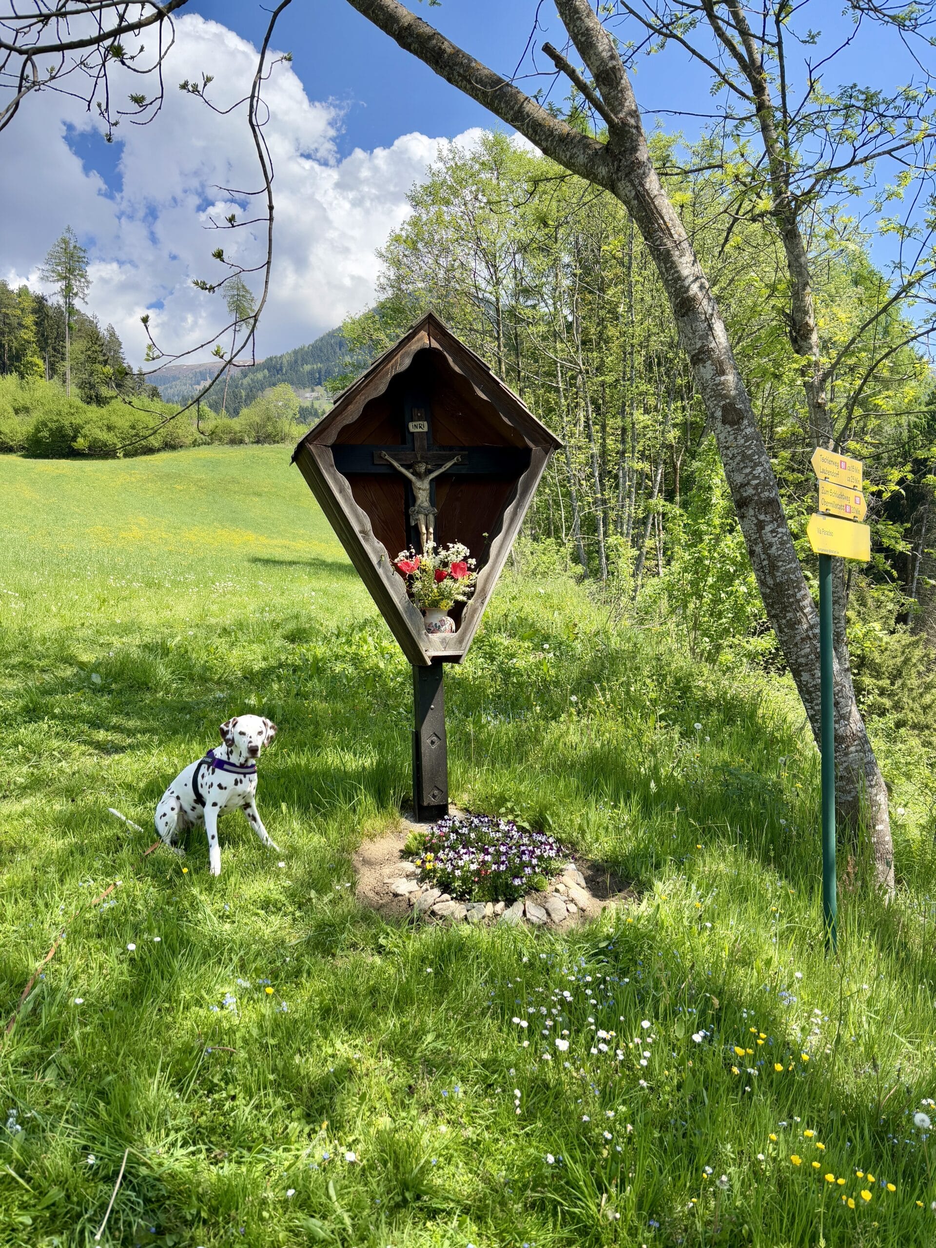 Dalmatiner Hund sitzt vor Matterl im Gras, Via Paradiso