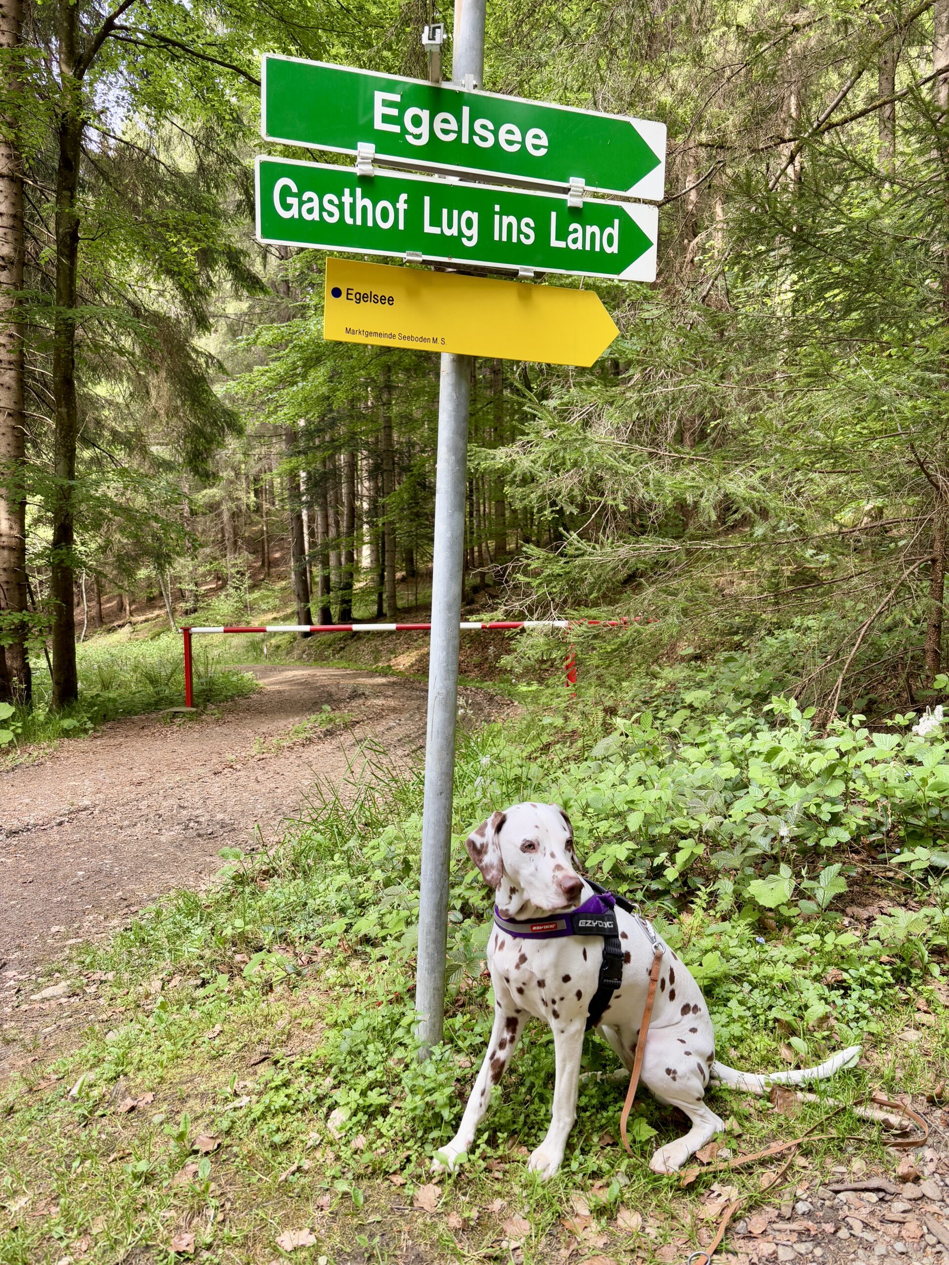 Dalmatiner-Hund sitzt vor Wanderwegsweiser im Wald, Via Paradiso