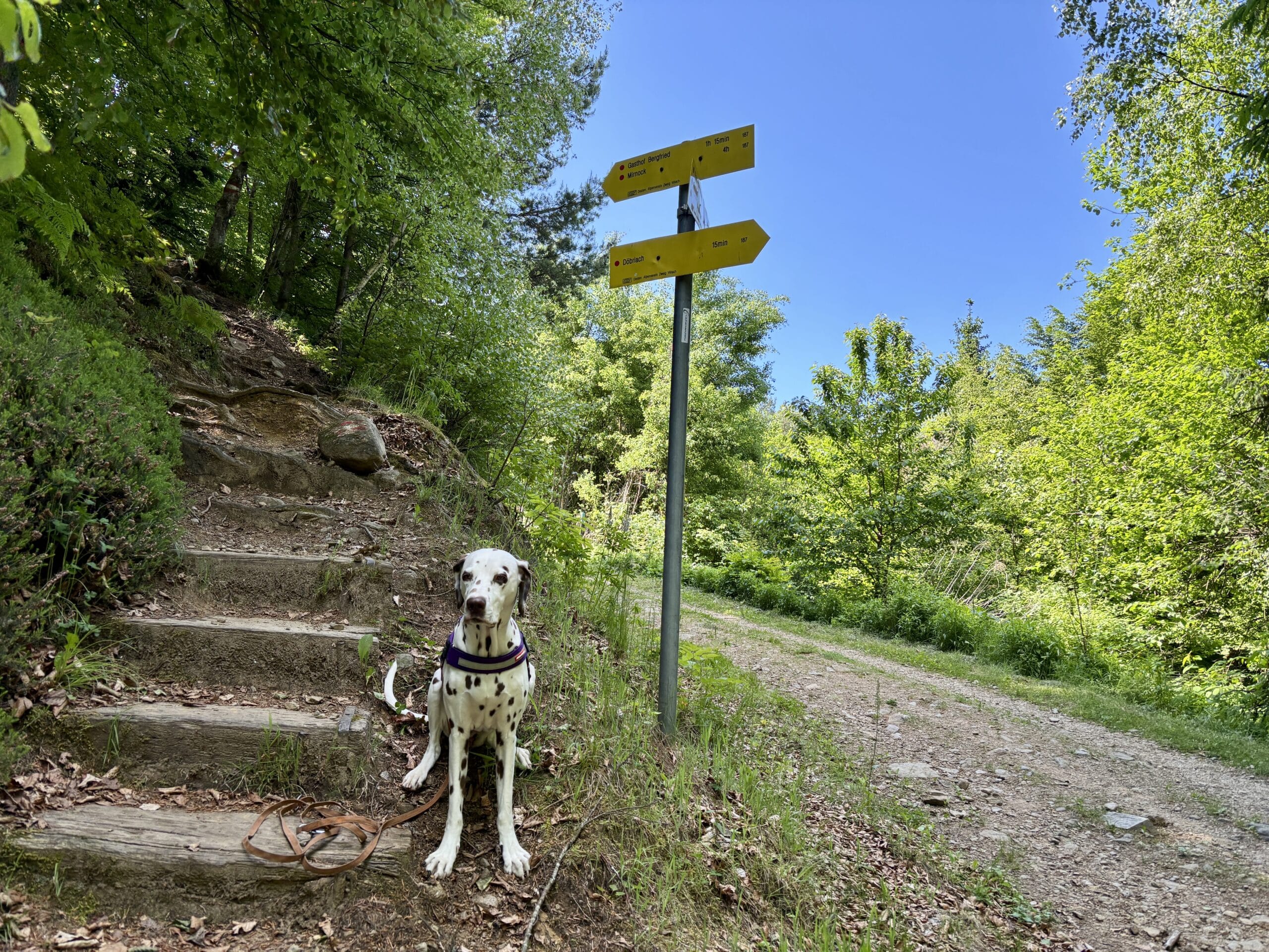 Dalmatiner-Hund sitzt vor Wanderwegweiser in Döbriach