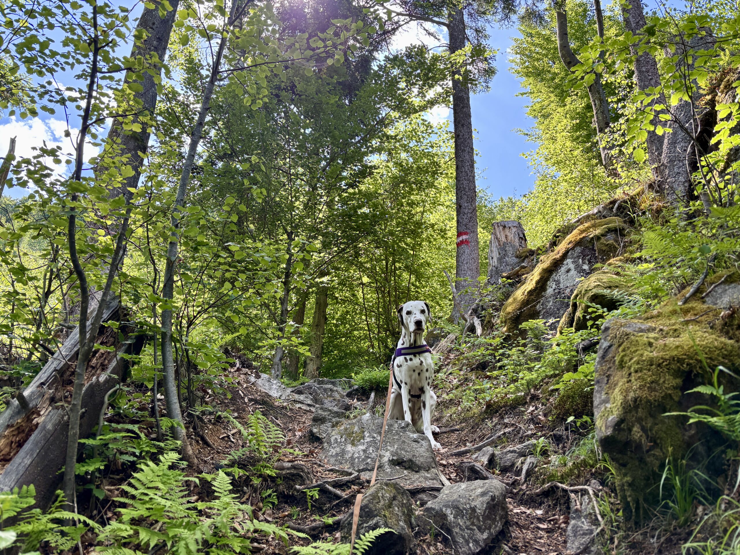 Hund sitzt auf Wanderweg im Wald, Döbriach