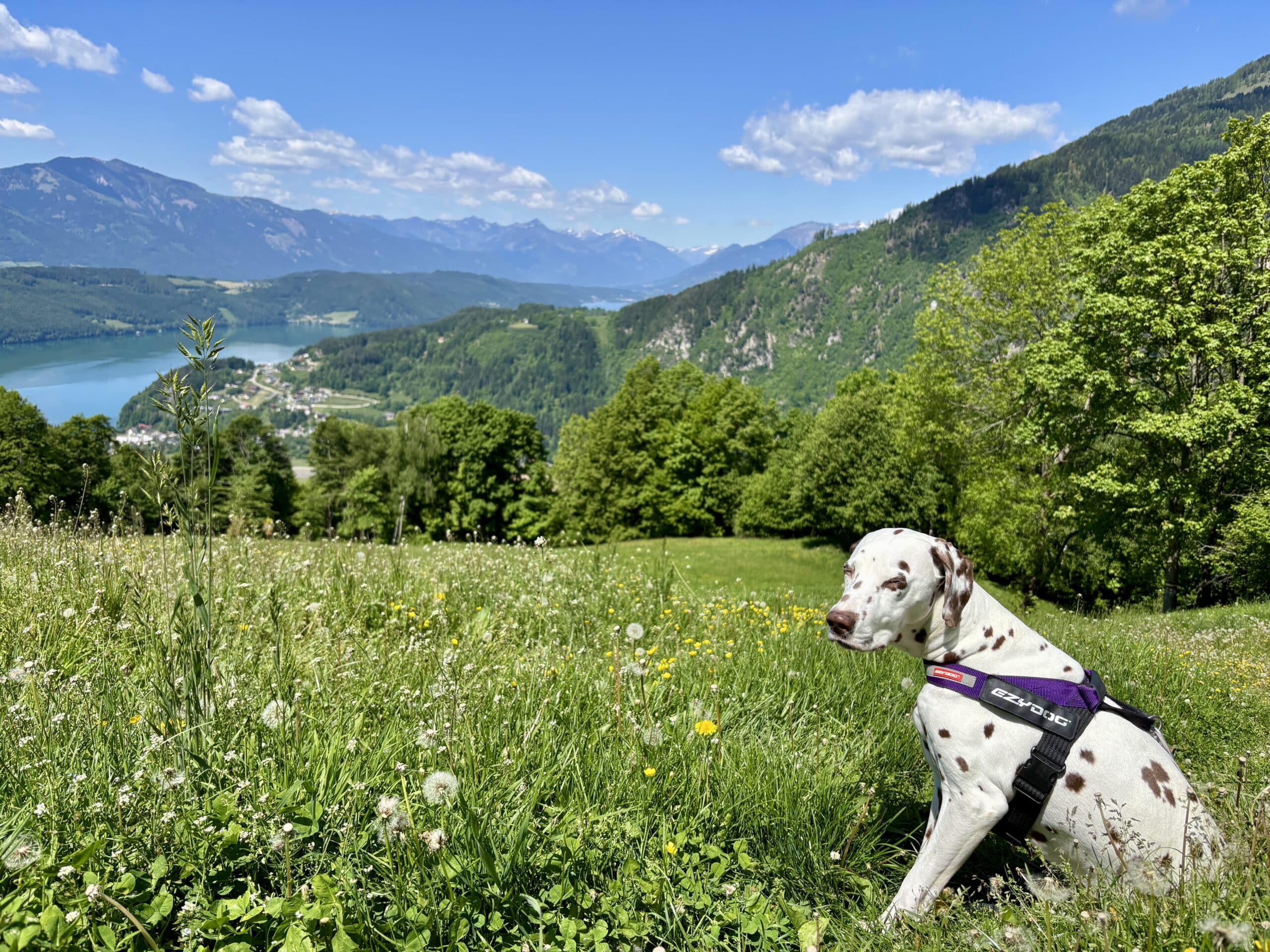 Dalmatiner Hund sitzt in grüner Wiese, Wald