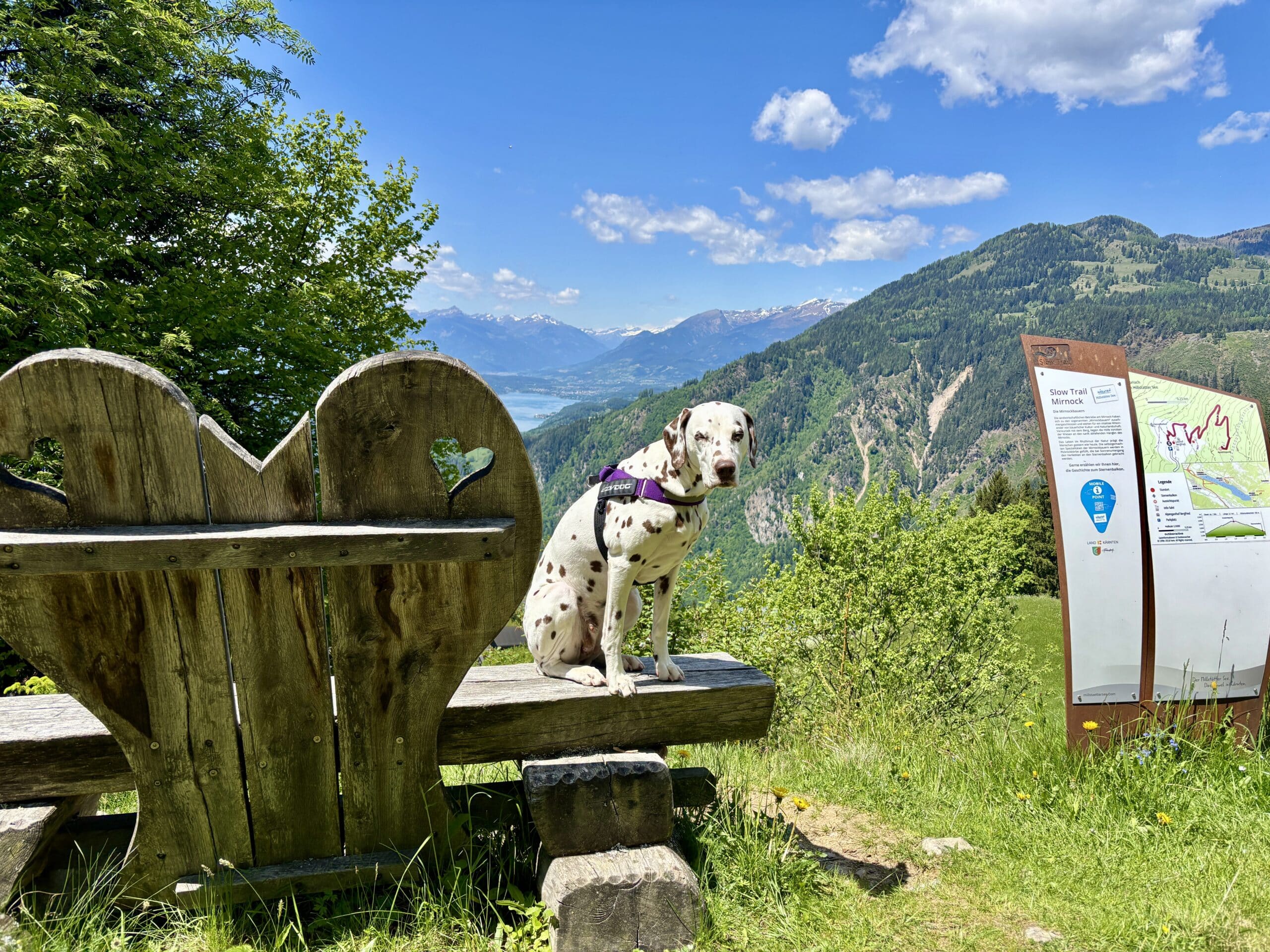 Dalmatiner-Hund sitzt auf Holzbank auf Alm