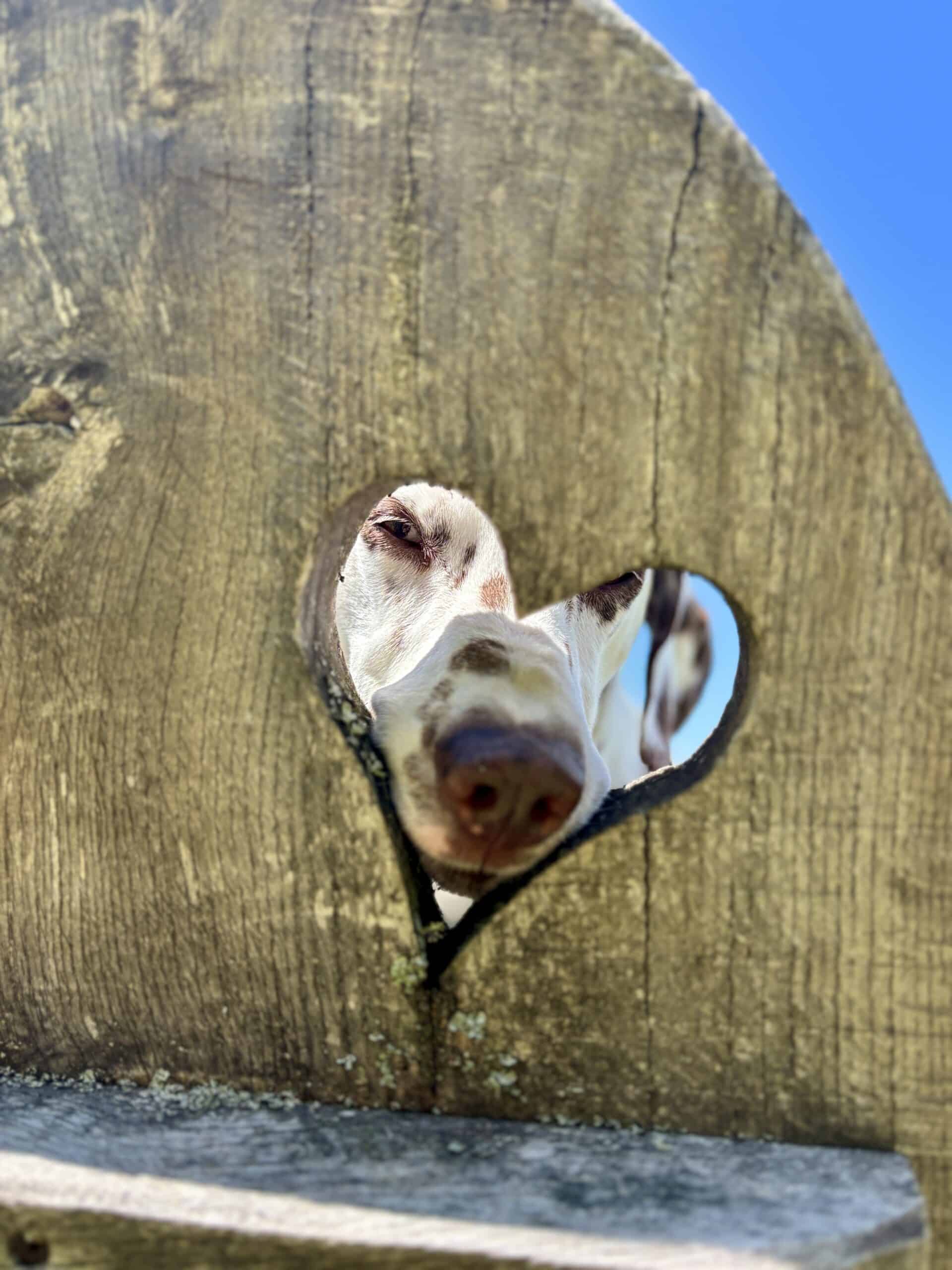 Dalmatiner-Hund steckt Schnauze durch Holz-Herz