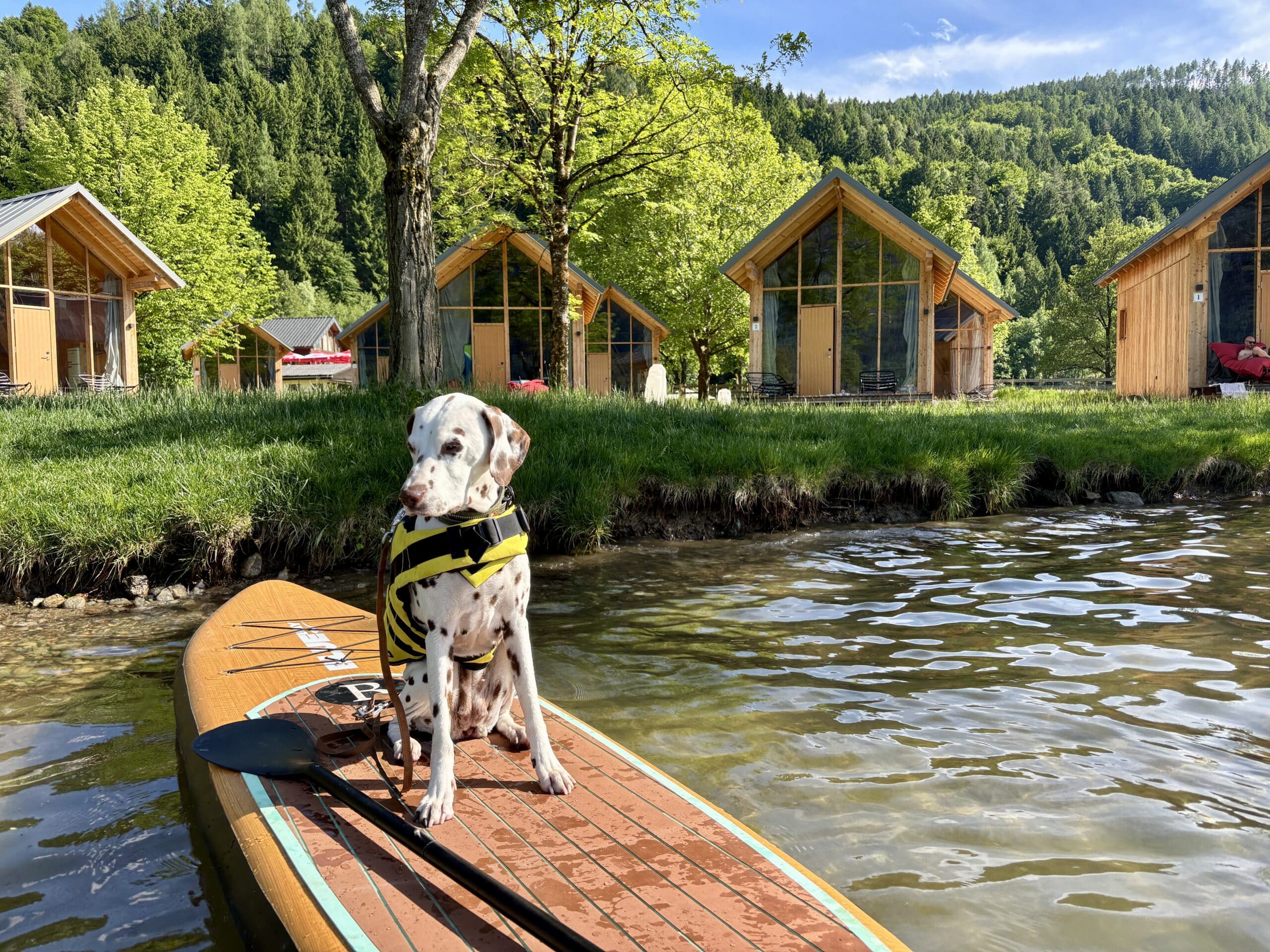 Dalmatiner-Hund sitzt auf Stand-Up-Paddle vor Eco Lodges, Glamping Tiny Houses