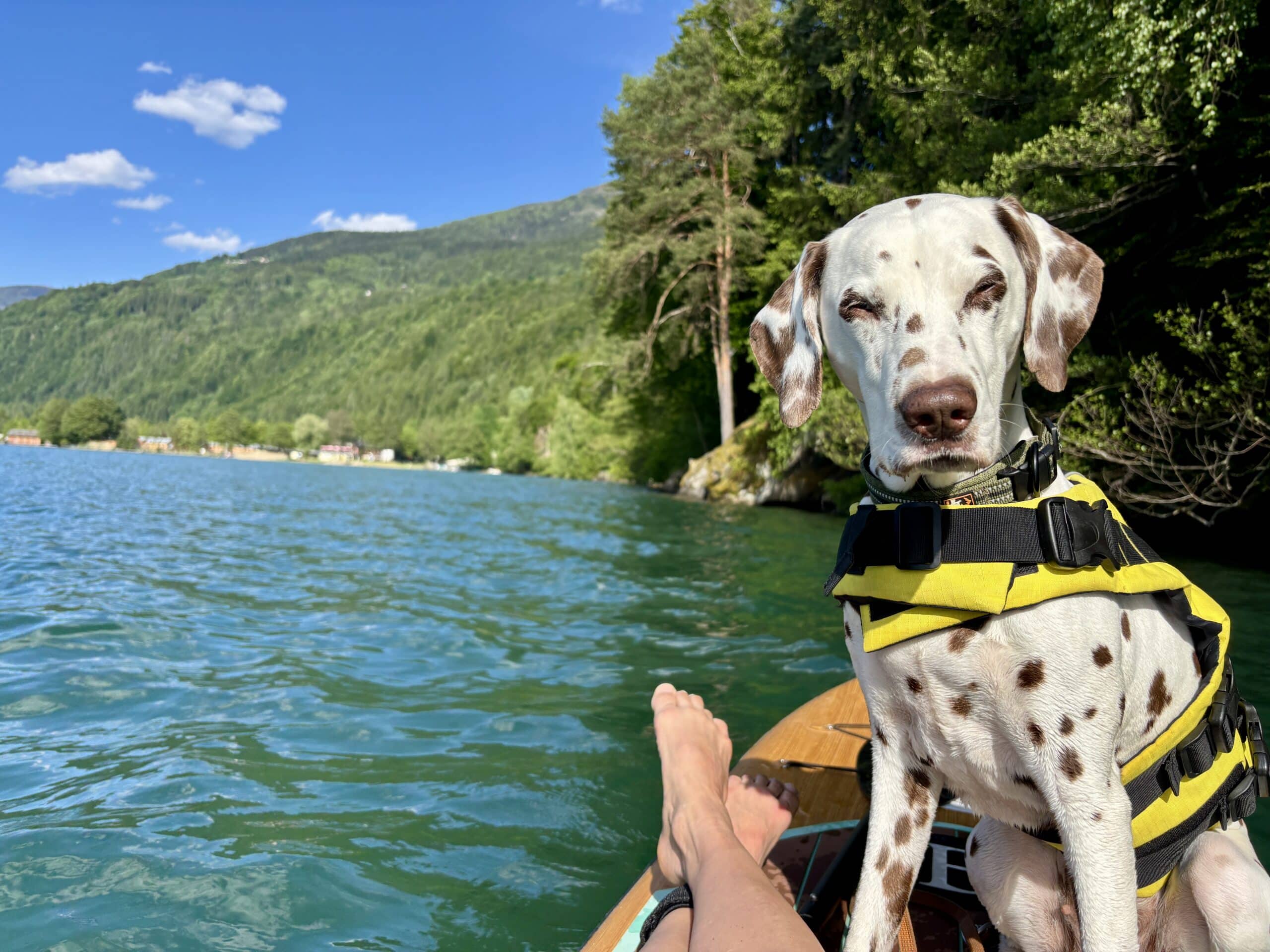 Dalmatiner-Hund sitzt aud Stand-Up-Paddle am Millstätter See