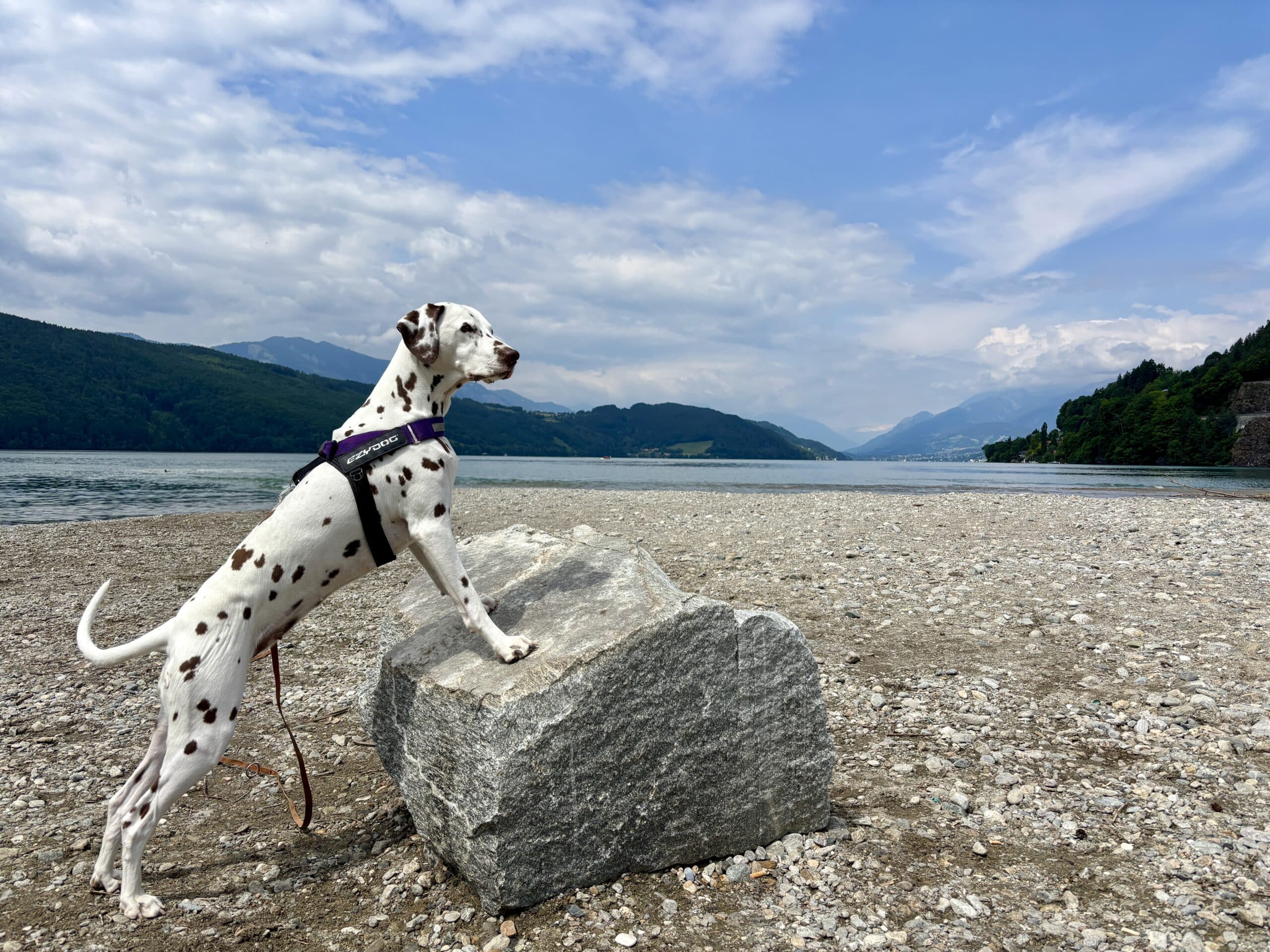 Dalmatinerhund steht auf Felsen auf Sandbank; Millstätter See