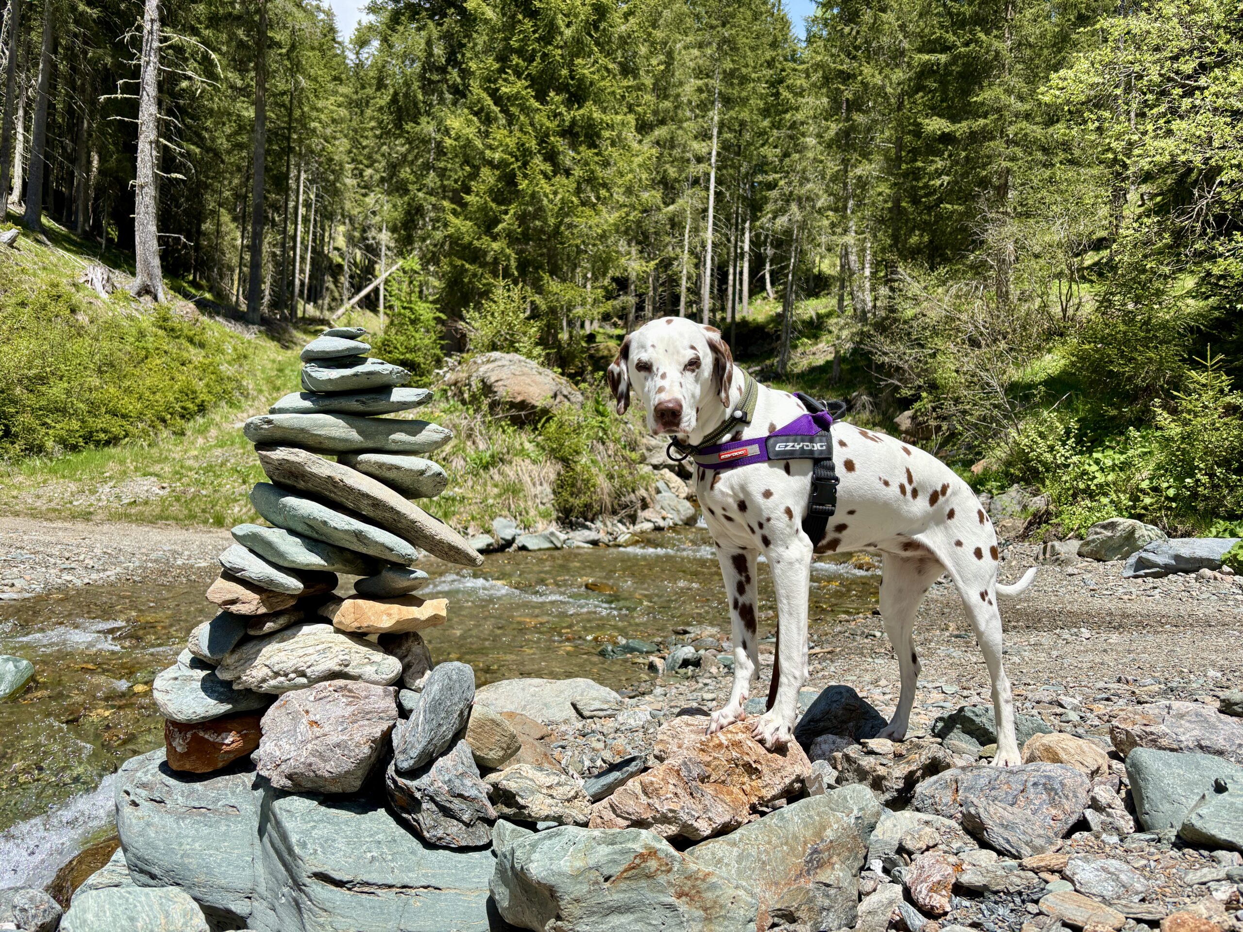 Dalmatiner-Hund steht neben Steinermännchen bei Bach