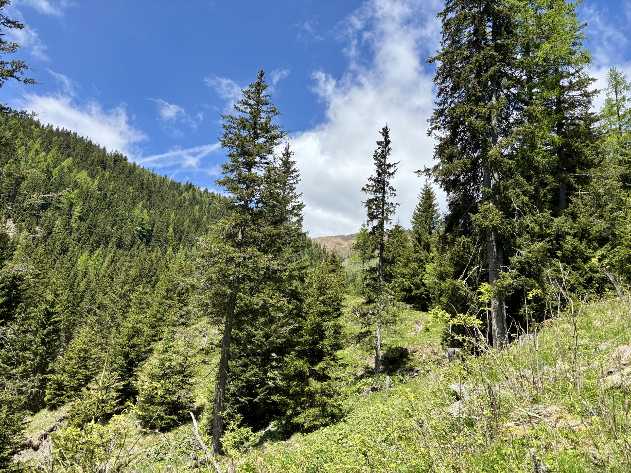 Wald, Bäume, Nockberge