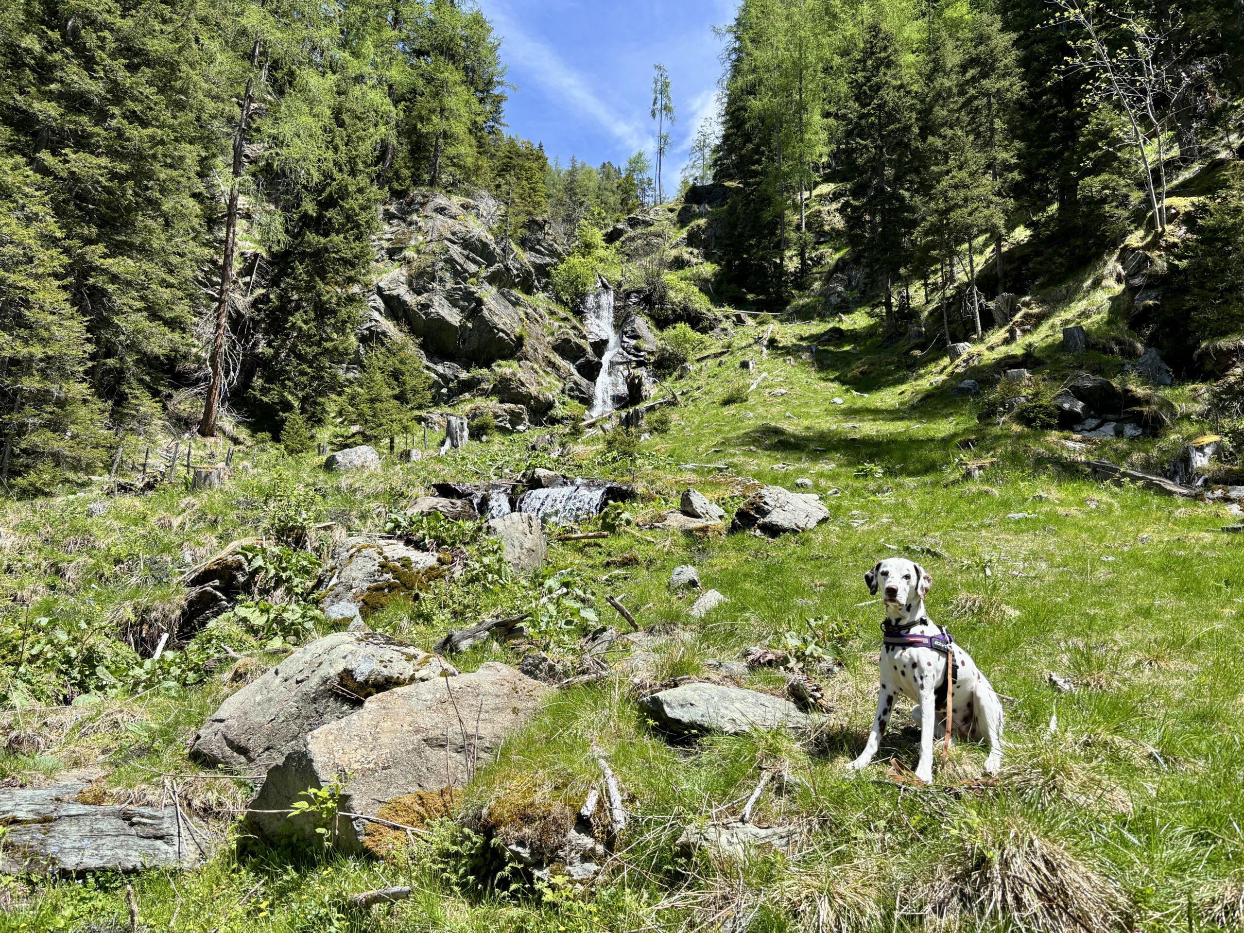 Hund (Dalmatiner) sitzt auf Wanderweg, Wasserfall, St.Oswald