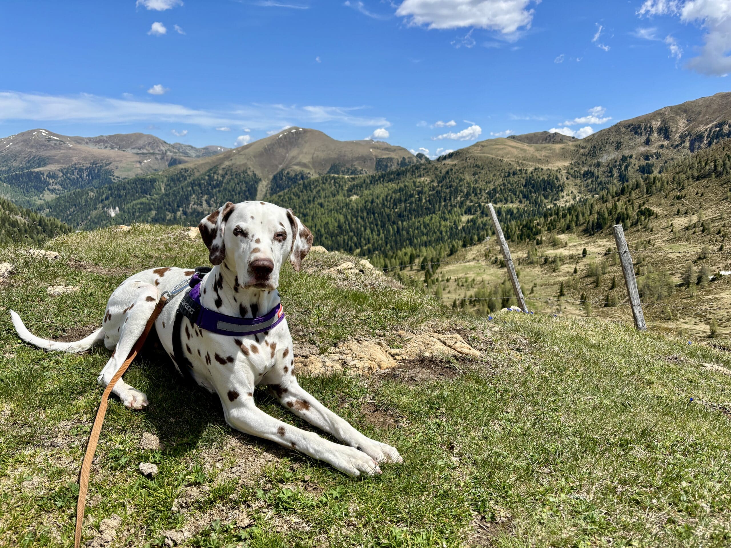 Dalmatiner-Hund liegt auf Almboden; Blick auf Nockberge